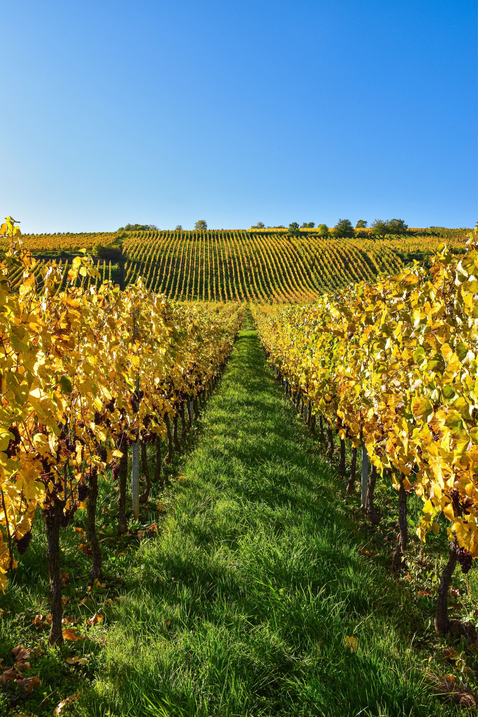 rows of grape vines