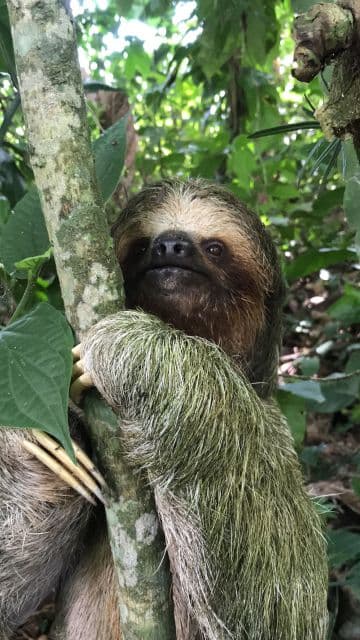 Nayara Tented Camp In Costa Rica Has A Sloth Sanctuary