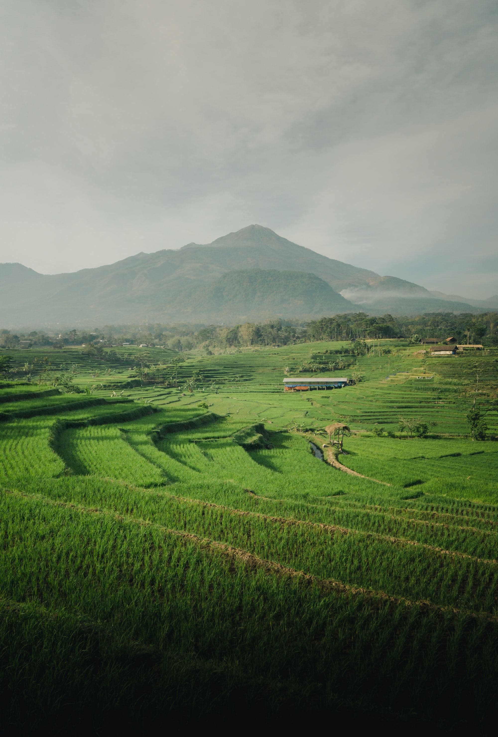 lush fields