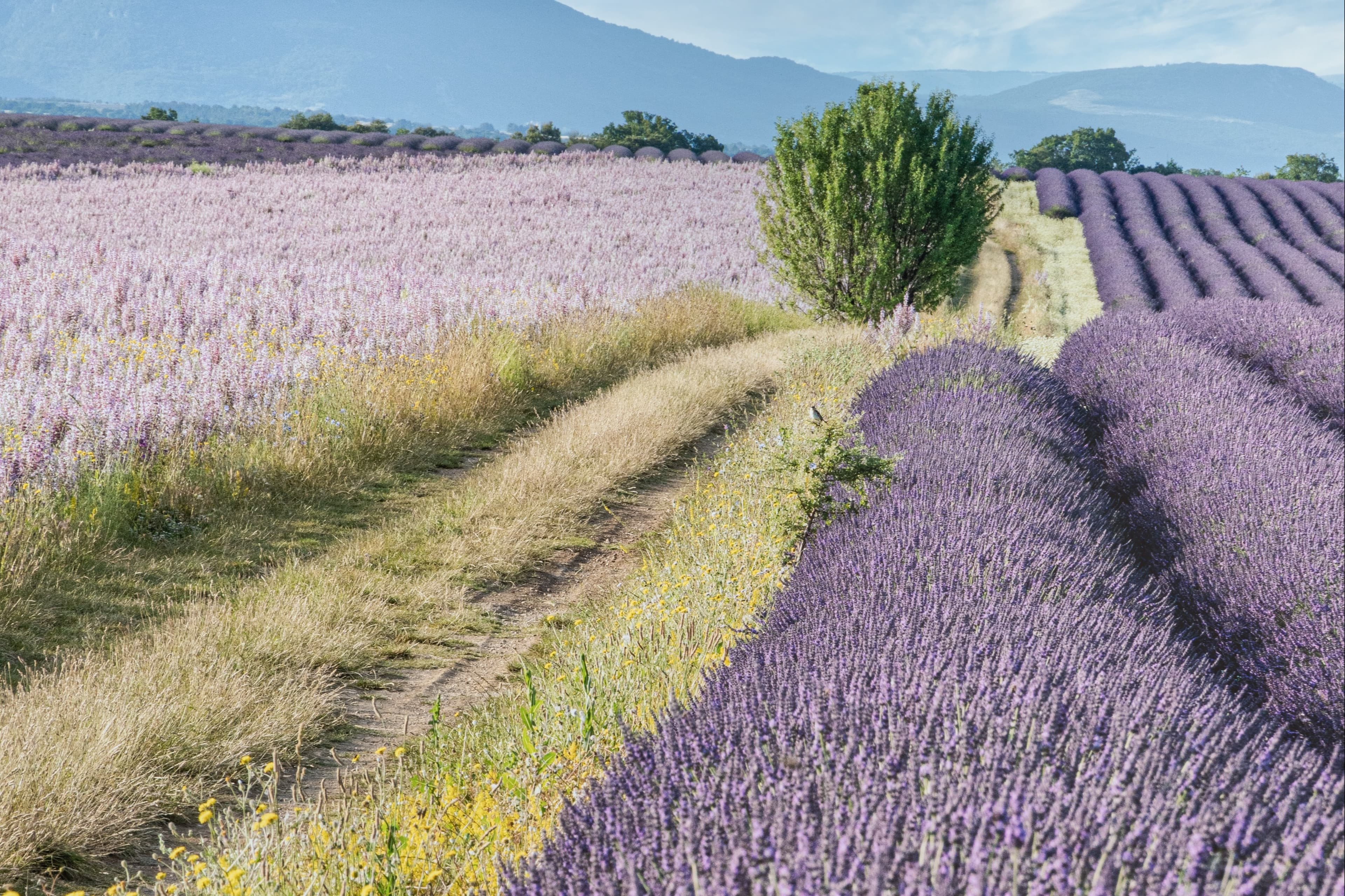 lavender fields with a mountain in the background