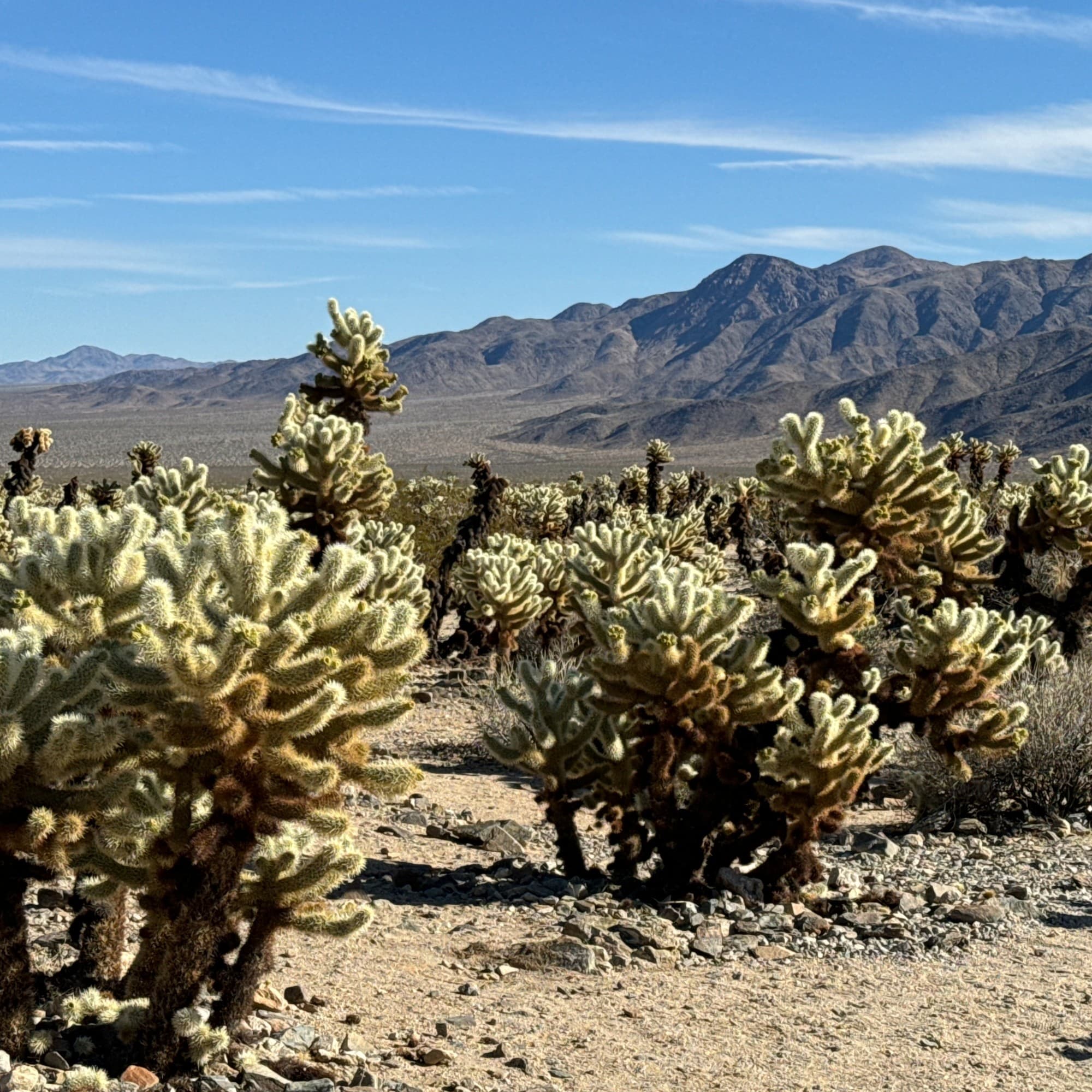 Cacti in the desert on a sunny day.