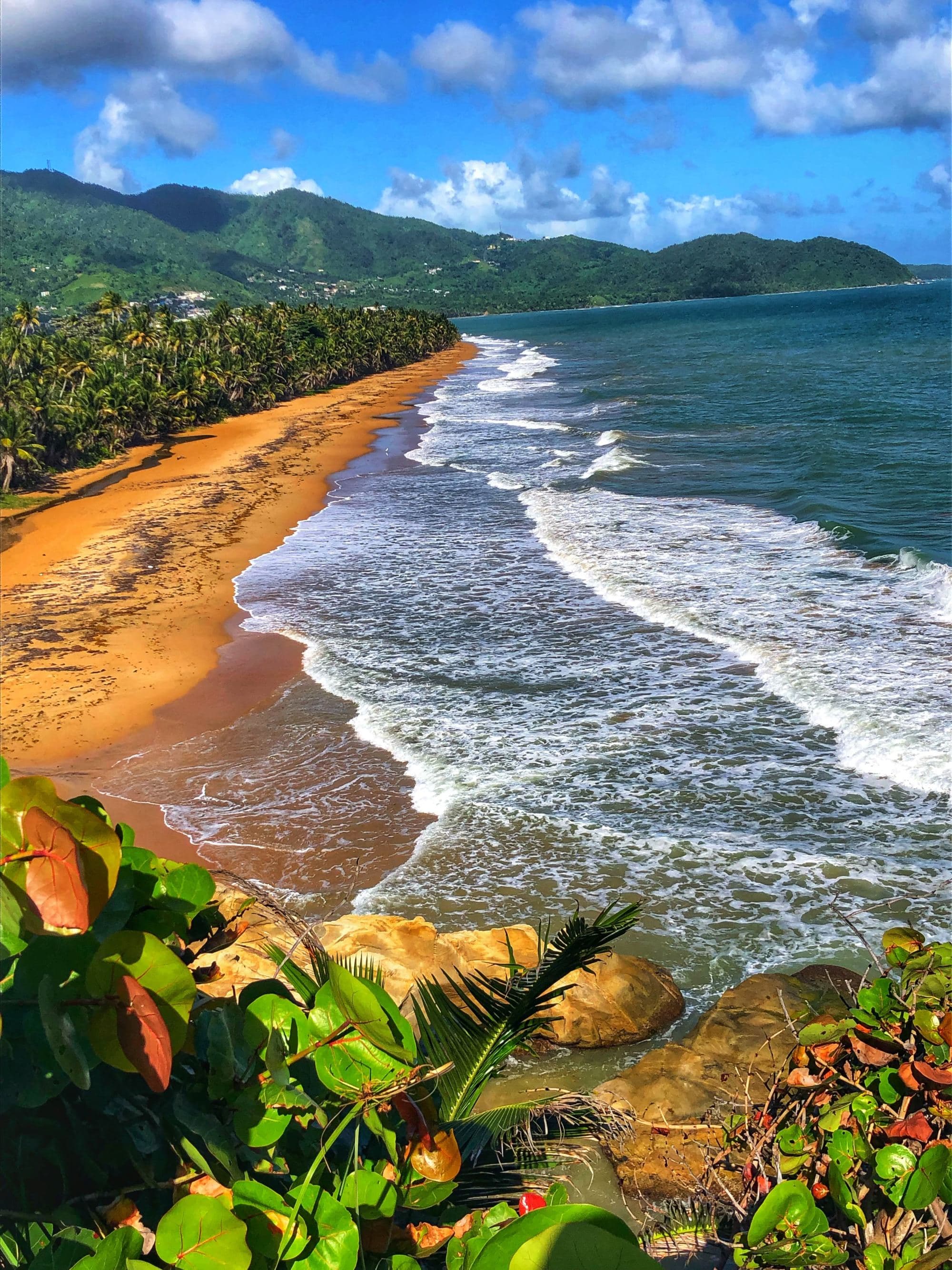 A picture of green trees on brown sand beach.