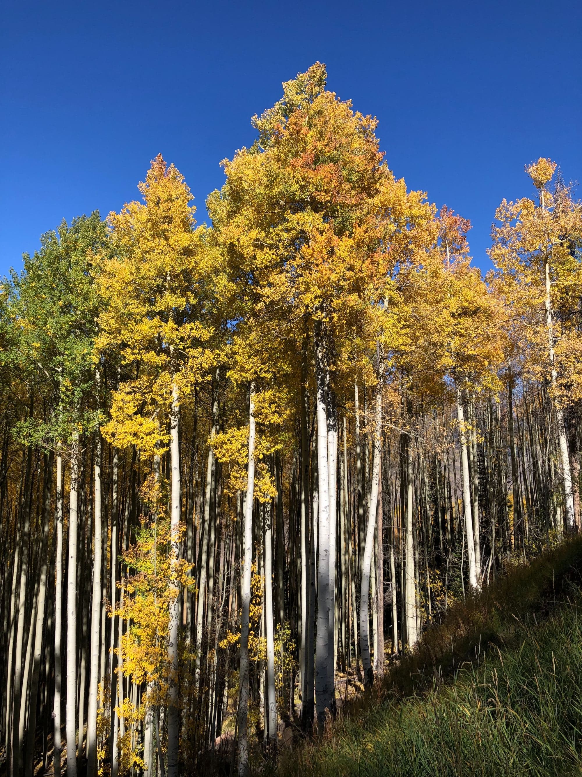 autumn leaves on trees