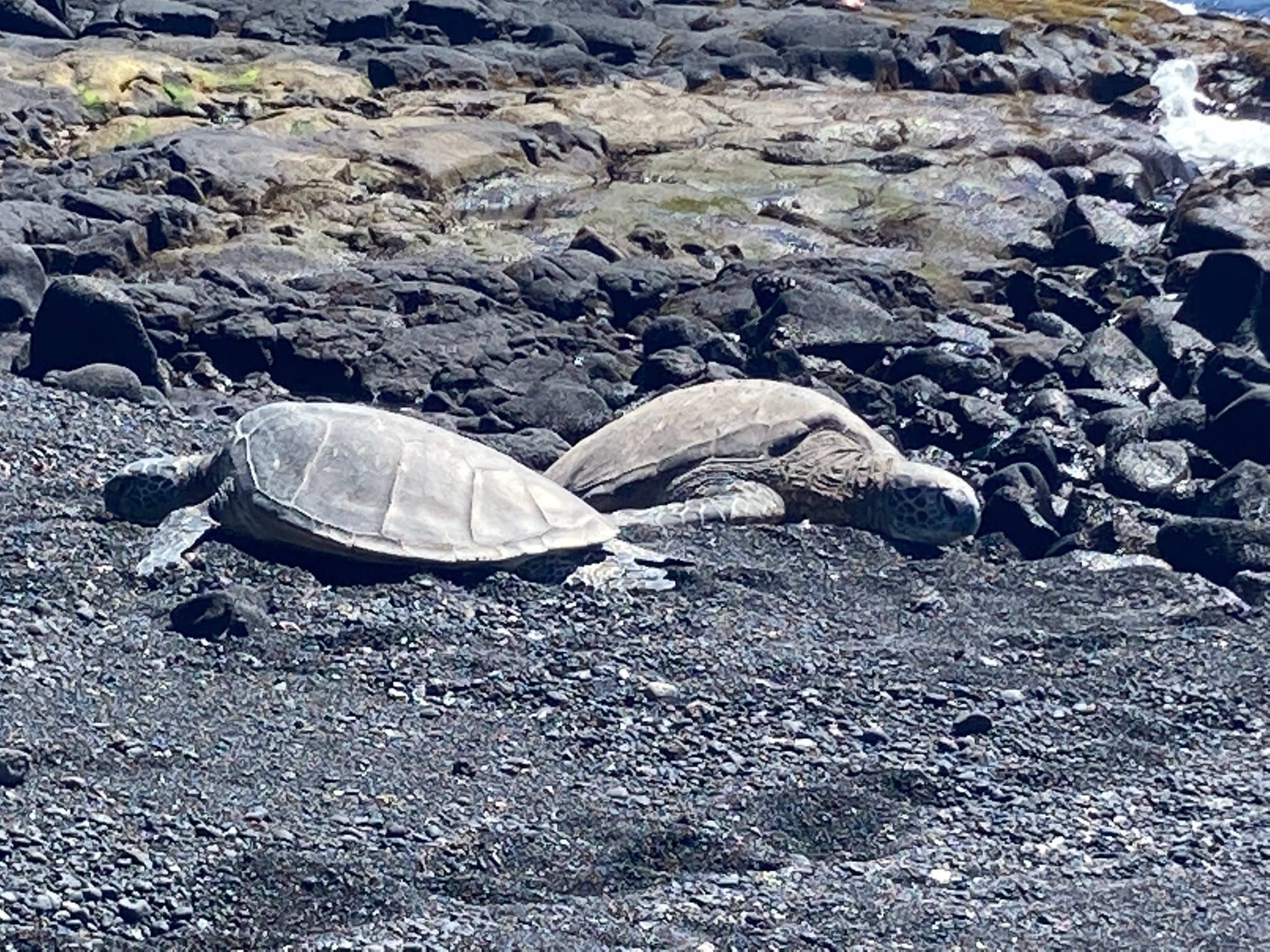 Turtles on the ocean.