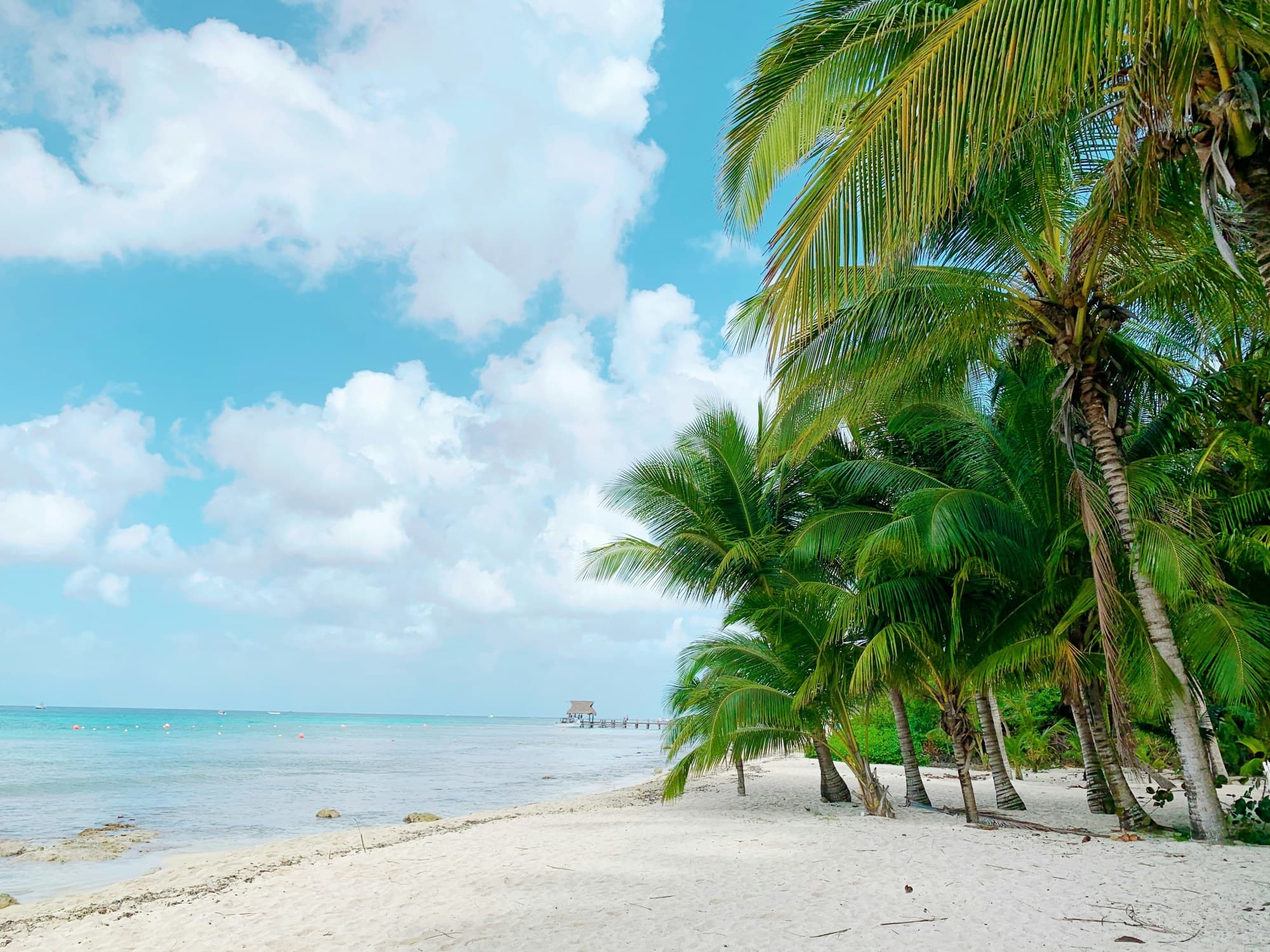 Turquoise water beach with palm trees.