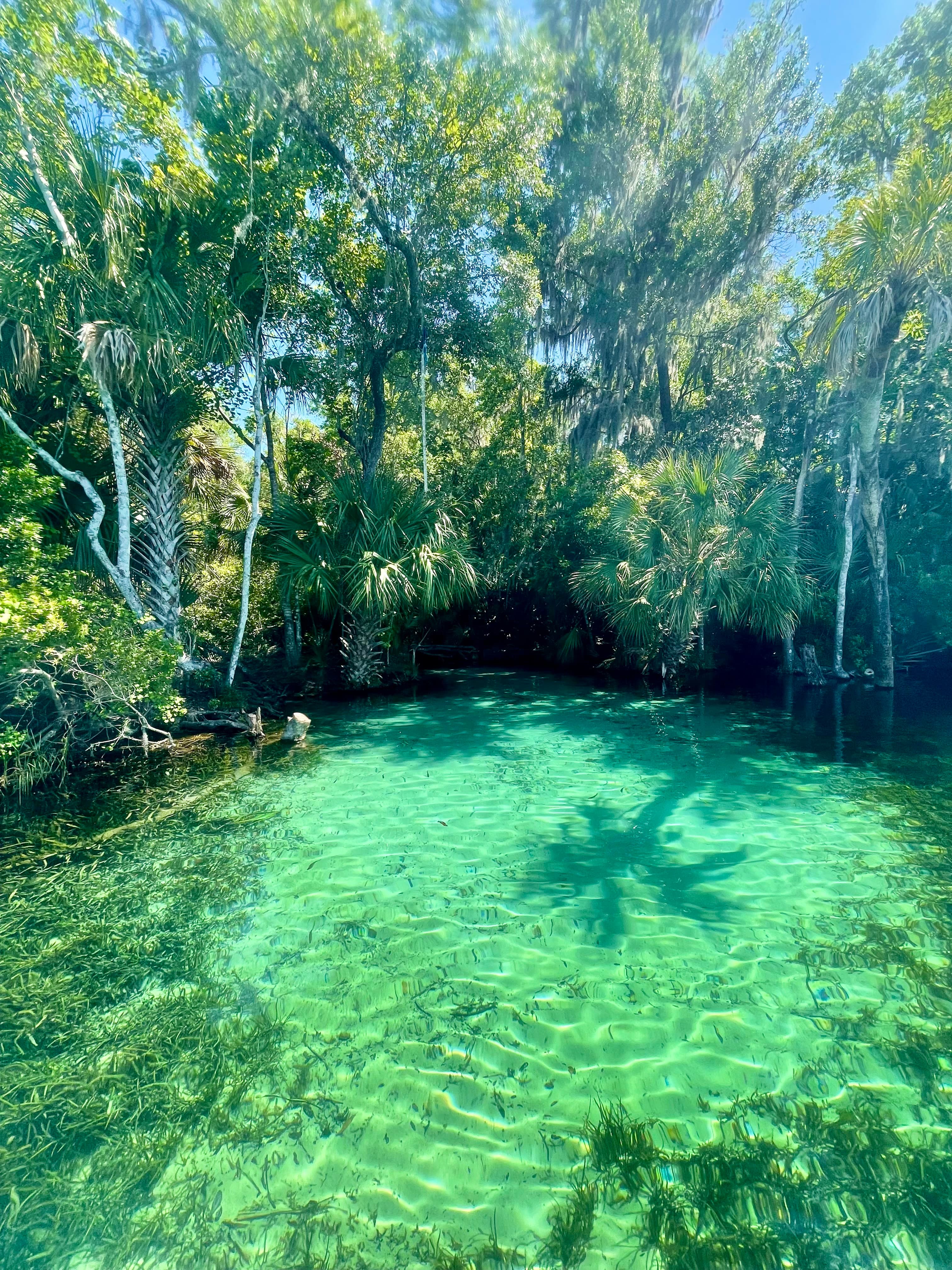 Natural springs with shade from trees.