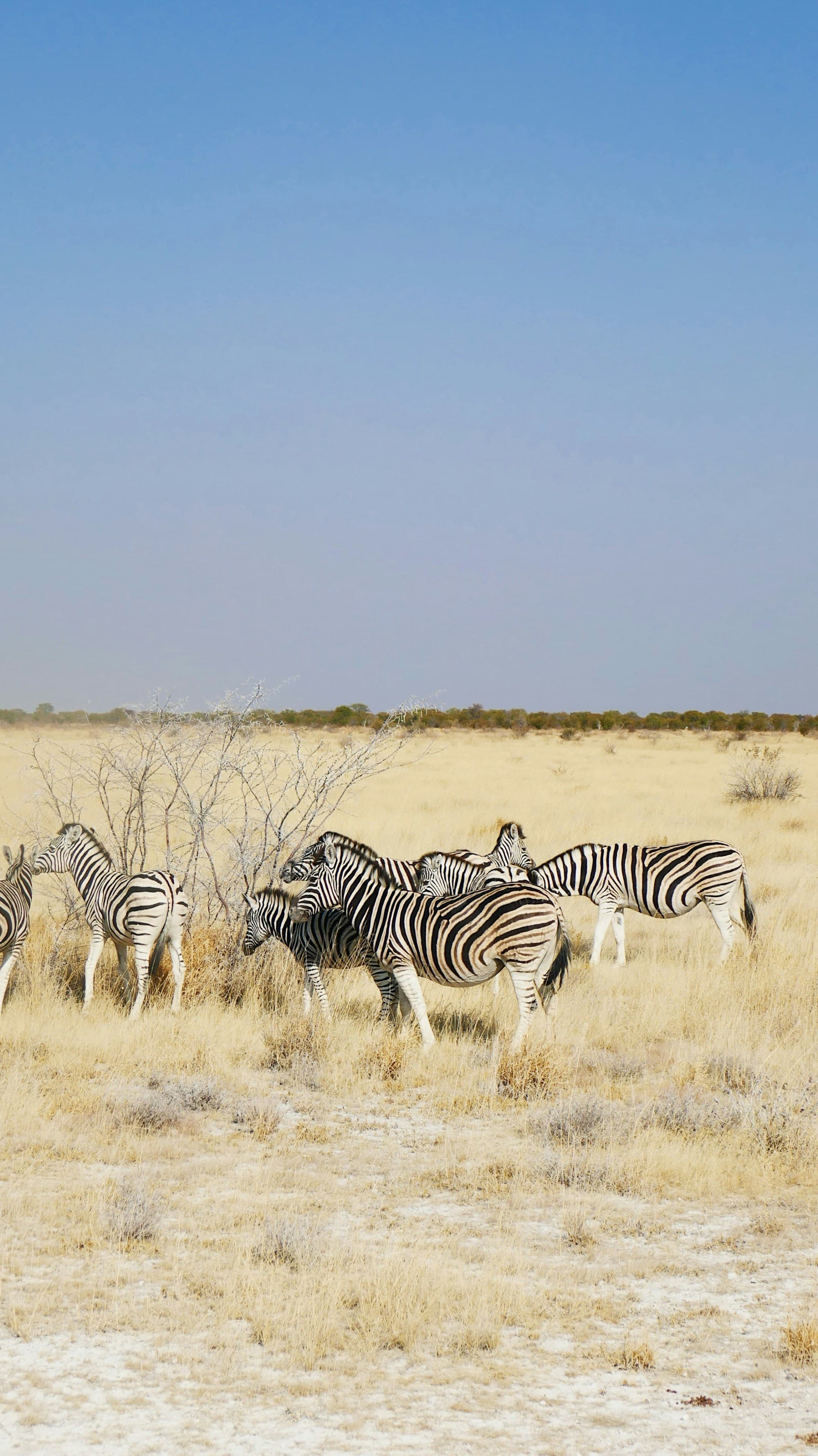 A group of zebras grazing in a dry grassland with sparse trees and a clear blue sky.