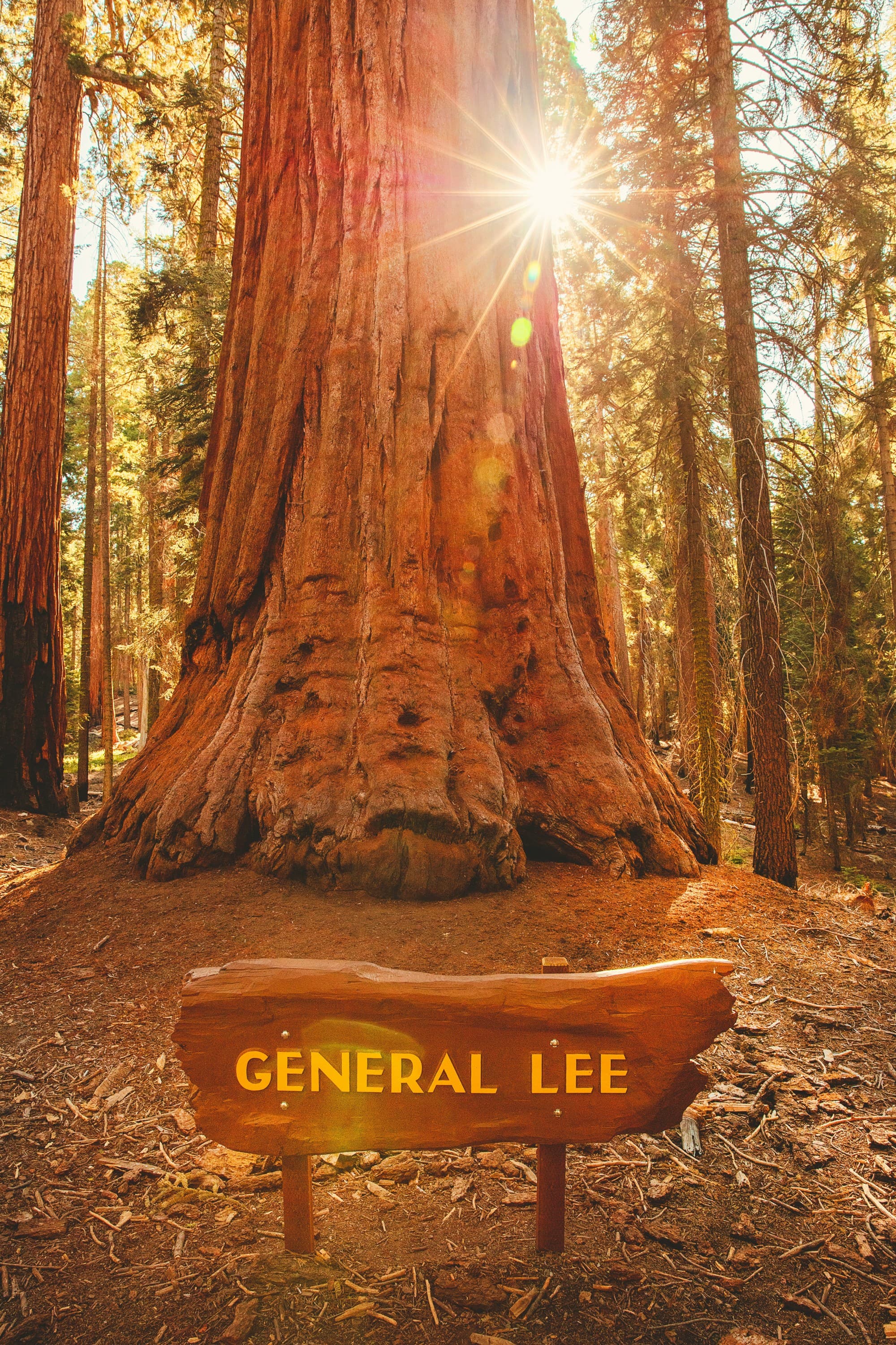 A large tree with sunlight filtering through its branches stands in front of a sign that reads “GENERAL LEE.”