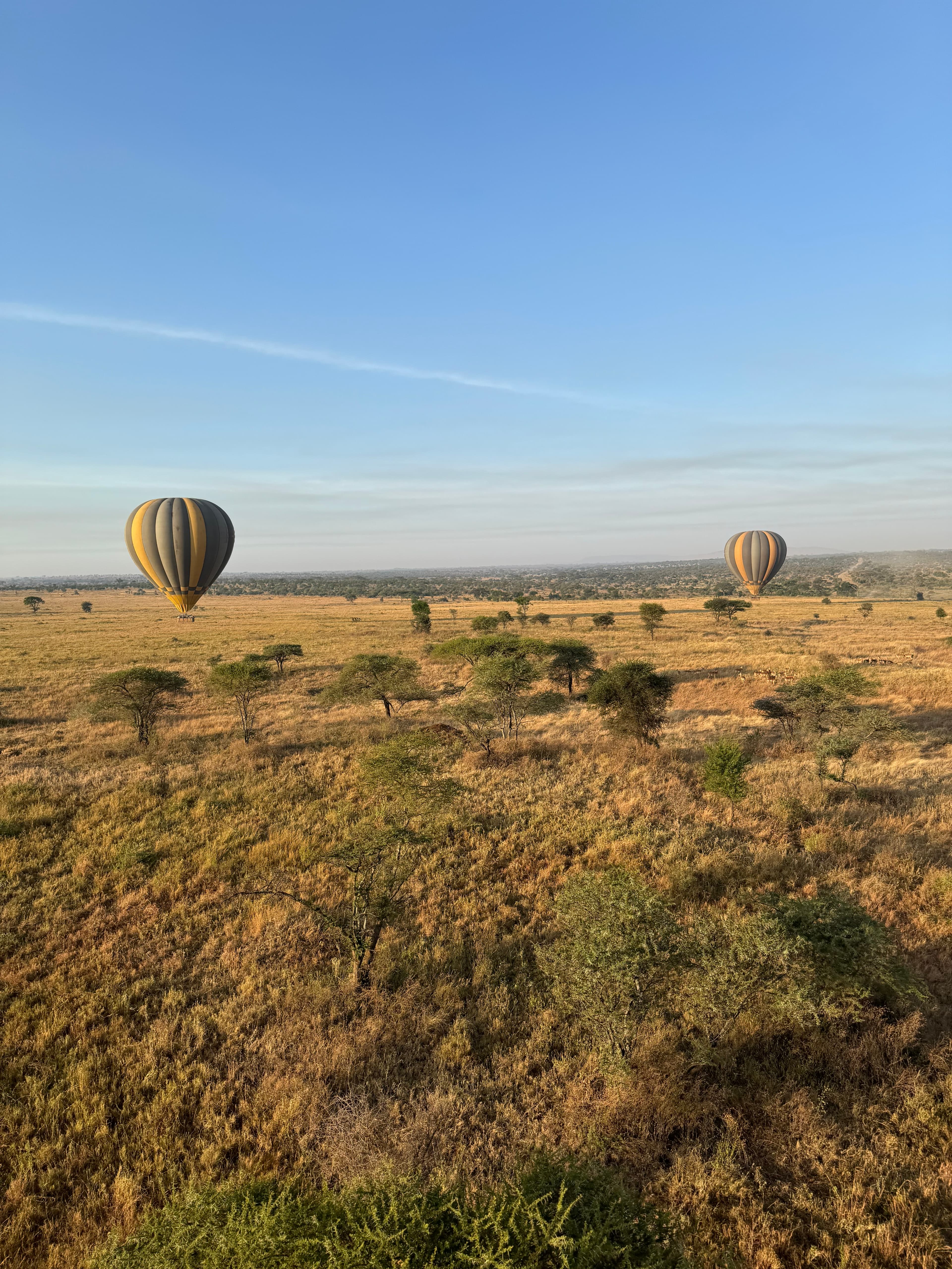 Hot air balloons floating over brown grassy plains with scattered trees and blue skies in Tanzania