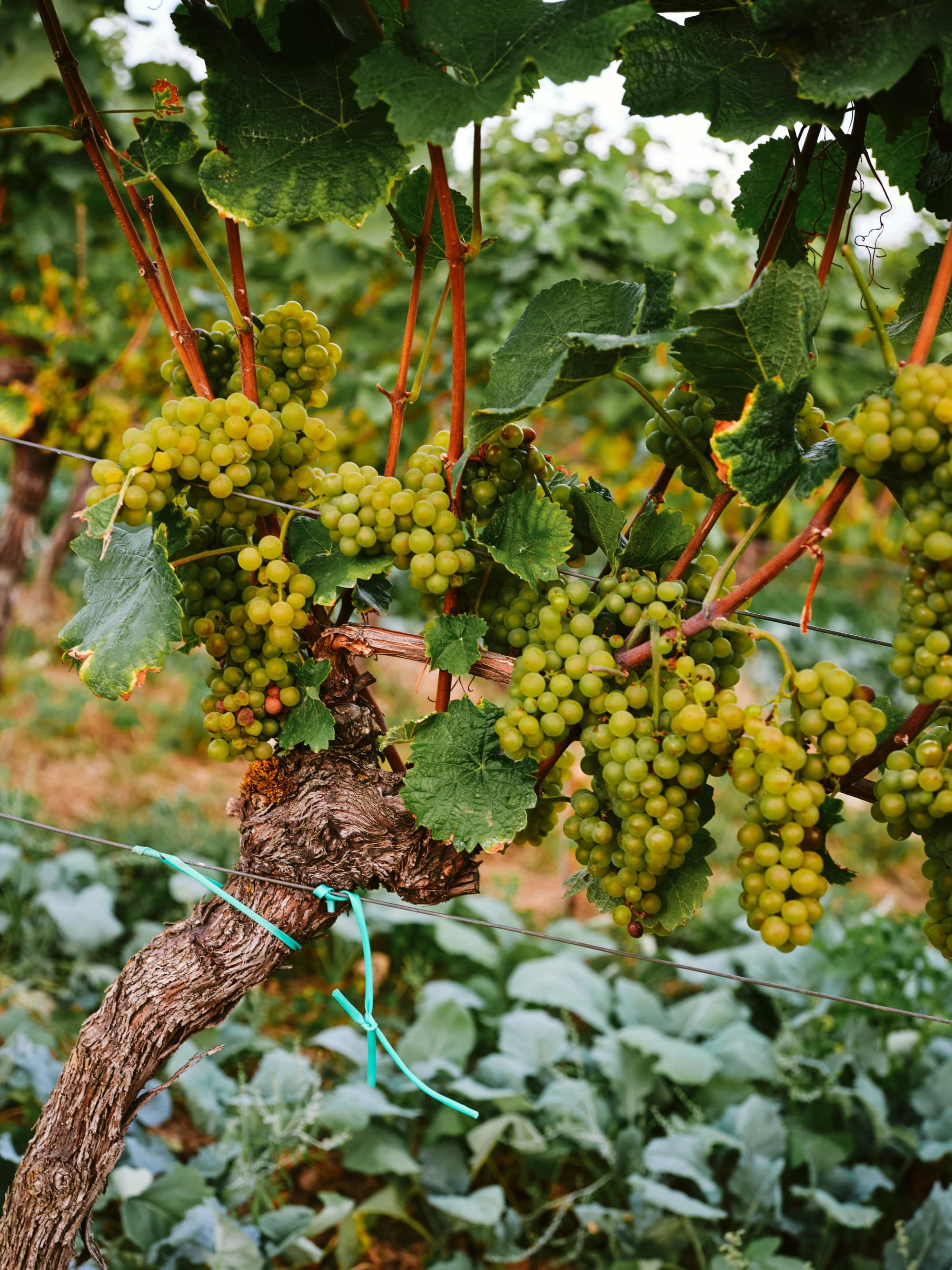 The image shows a close-up of a grapevine with clusters of green grapes, indicating a Sicily vineyard setting.