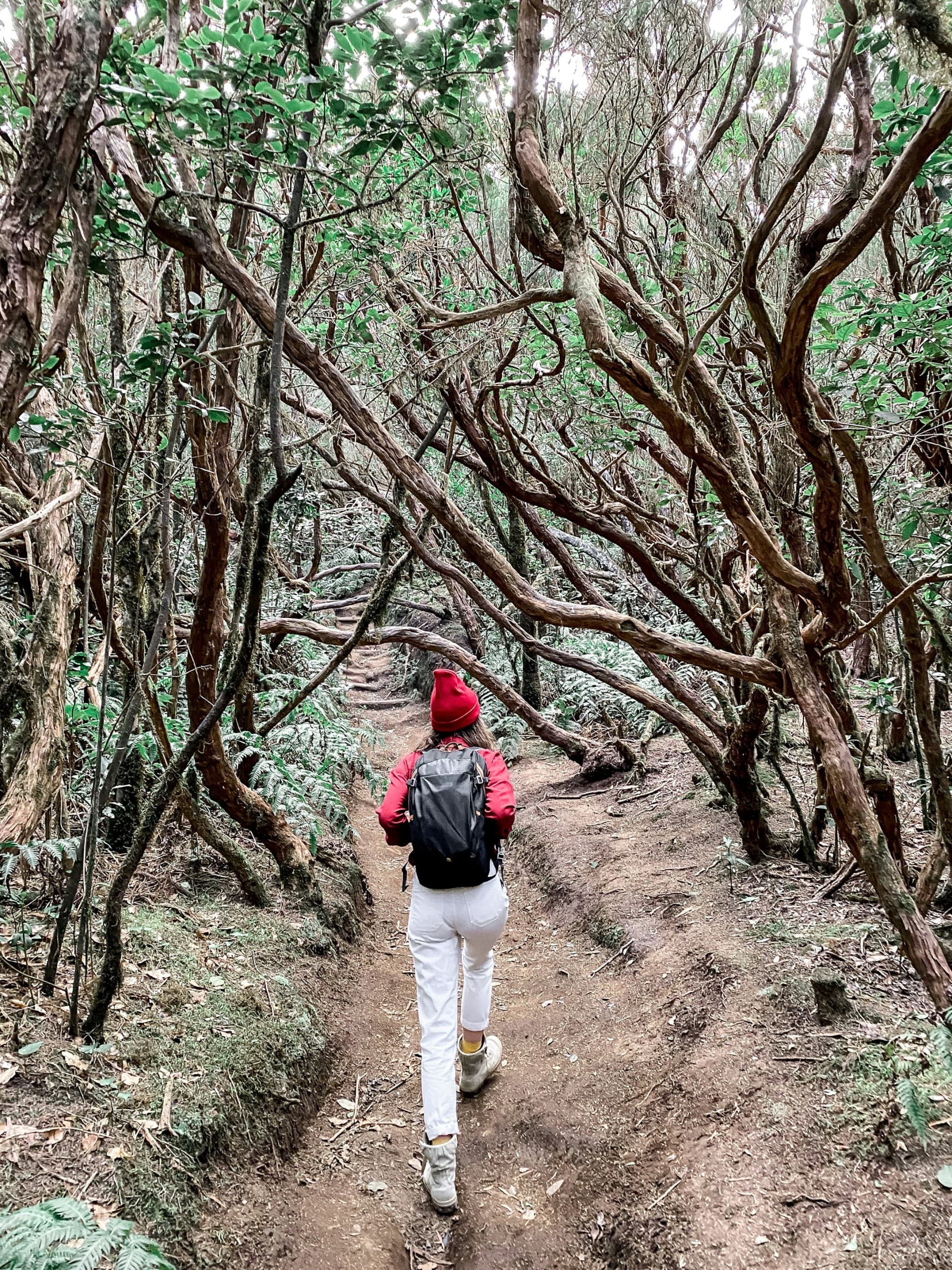 The image features a person traversing a forest trail surrounded by twisted, bare-branched trees.