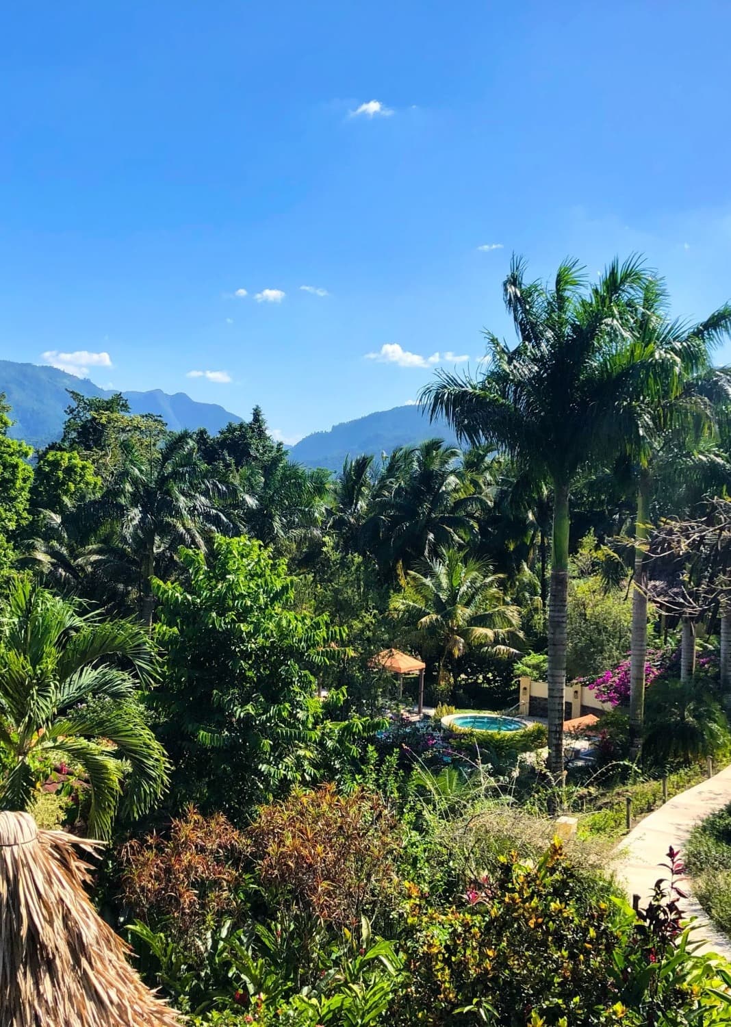 tropical jungle on a clear blue day