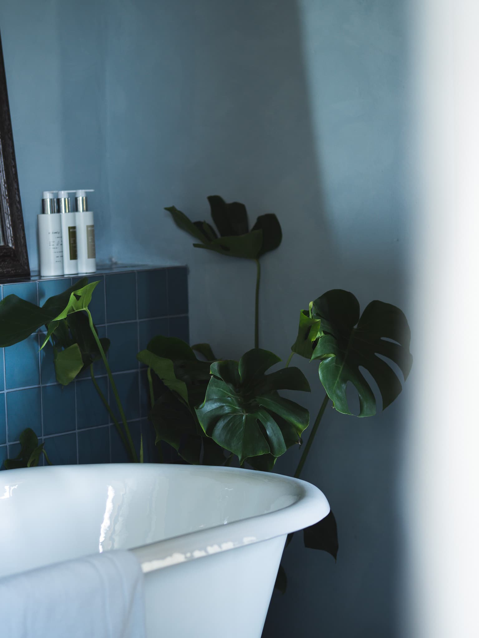 A white clawfoot bathtub with a green plant in a relaxing blue bathroom.