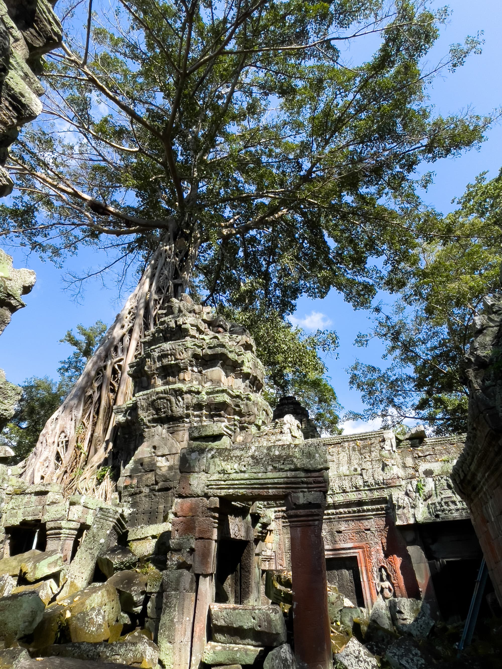 Remains of an old building with a tree growing out of it.