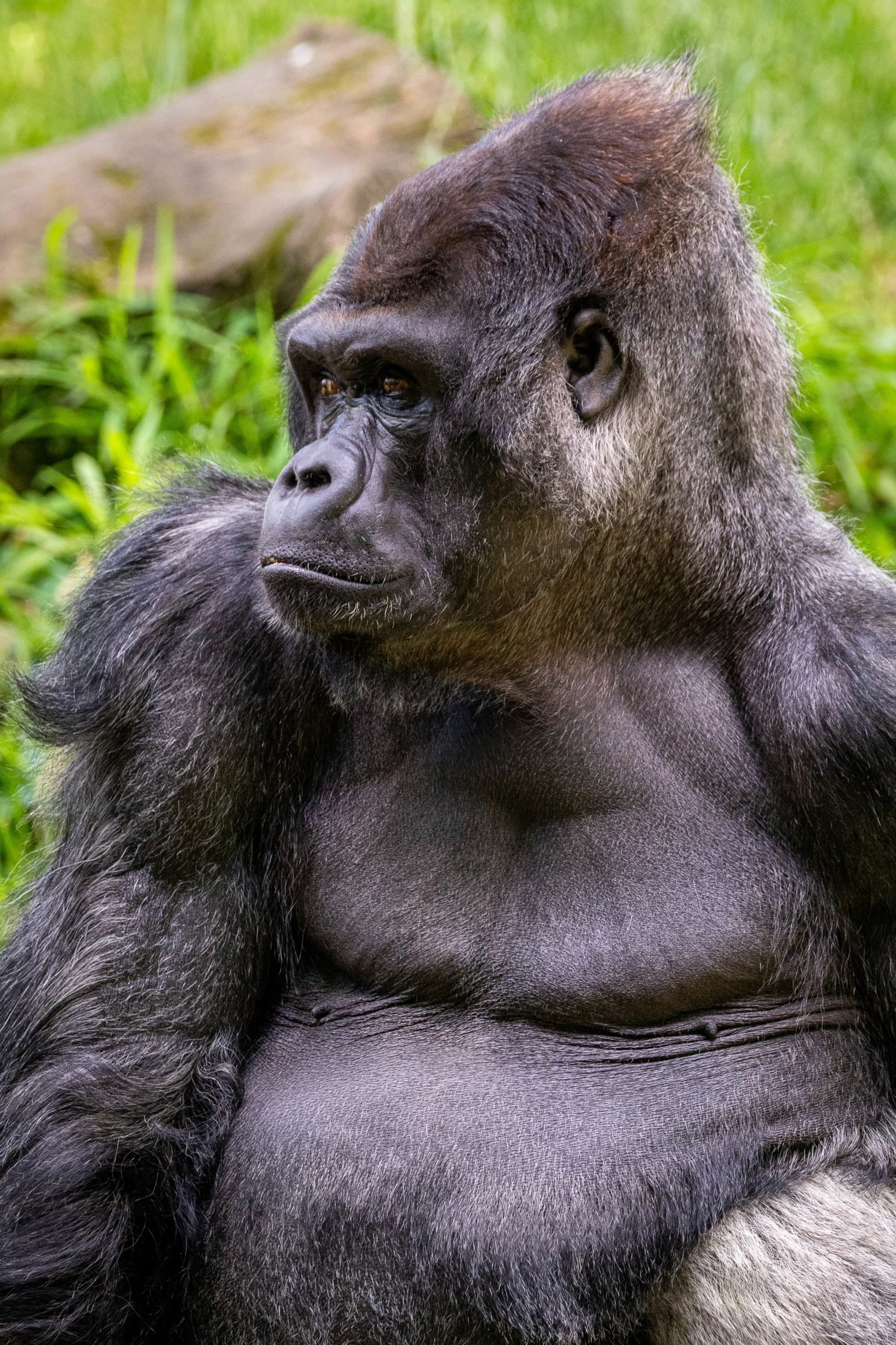 A black gorilla sitting in grass during daytime.