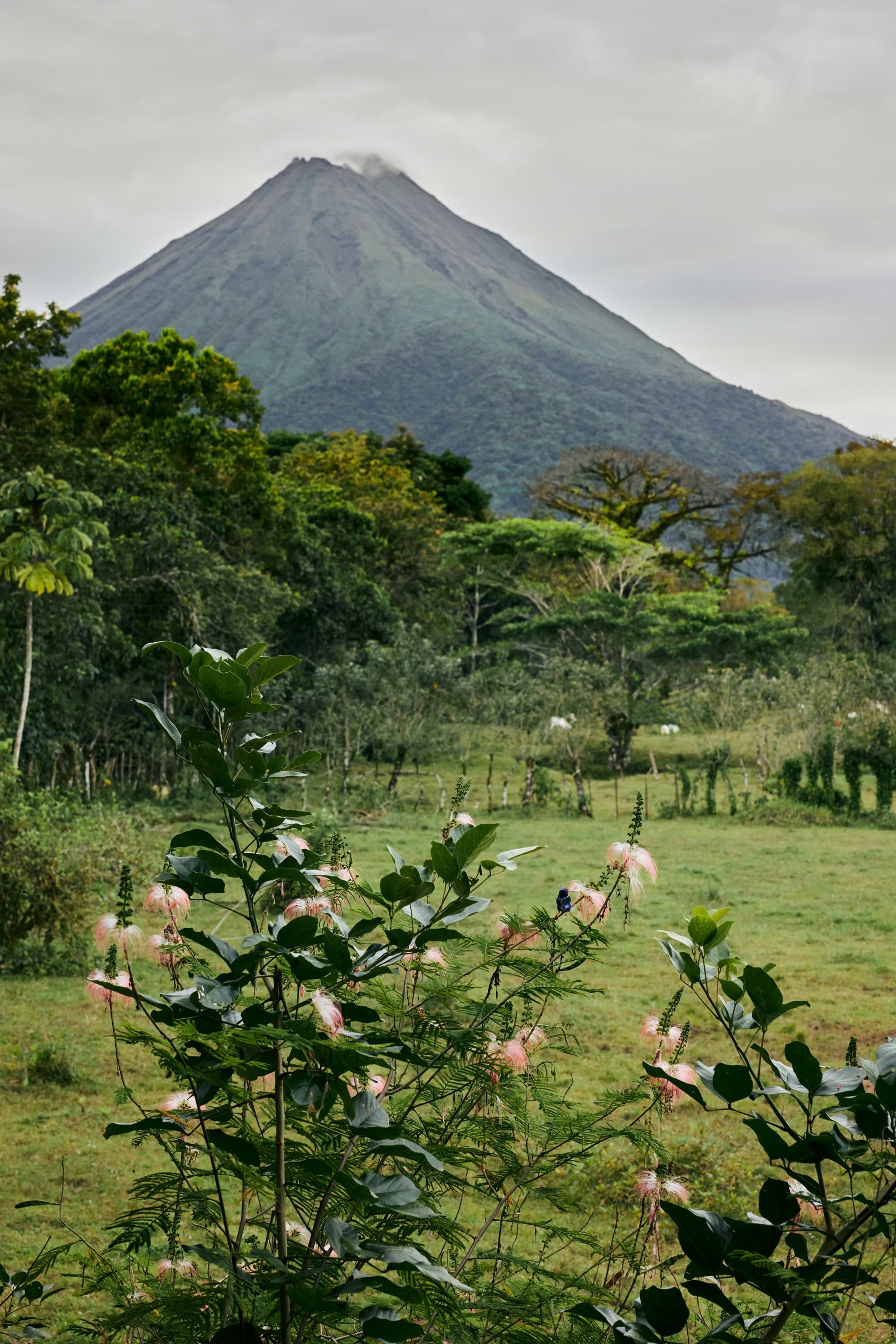 A picture of a lush green field with mountains in the background during the daytime.