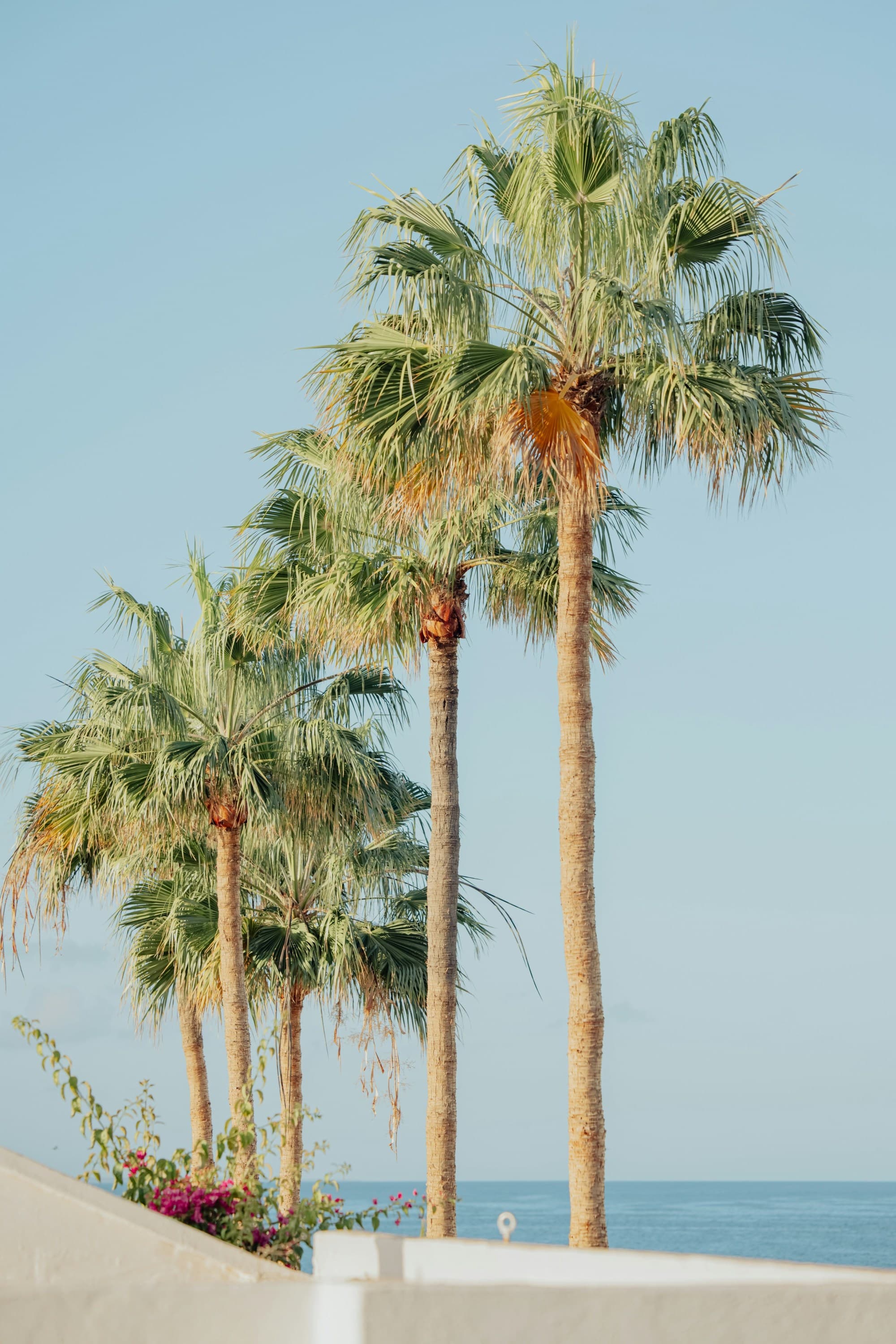 The image showcases a group of tall palm trees set against a clear blue sky near the beach.