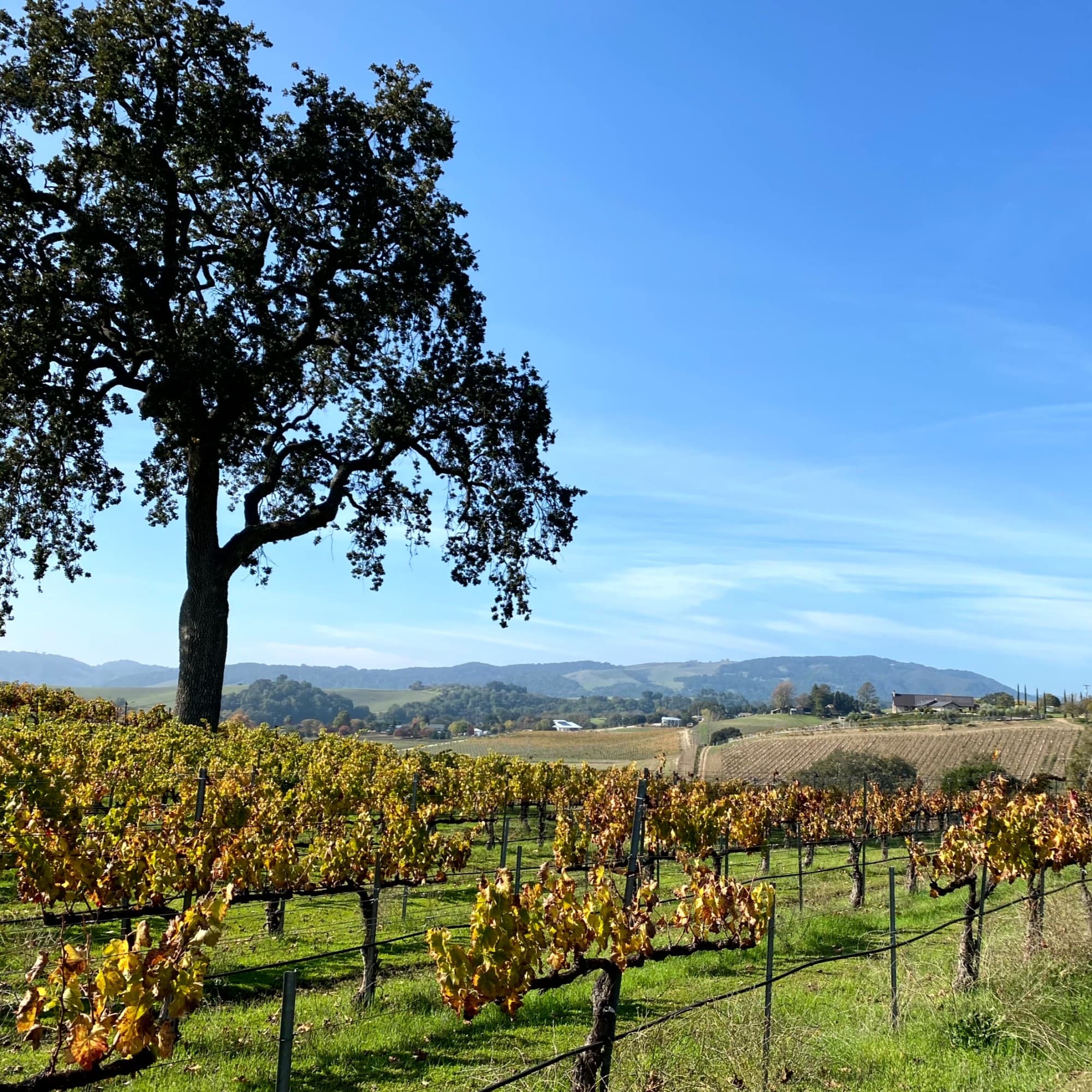 A scenic vineyard landscape with neatly arranged grapevines, a prominent tree, and rolling hills under a clear blue sky.