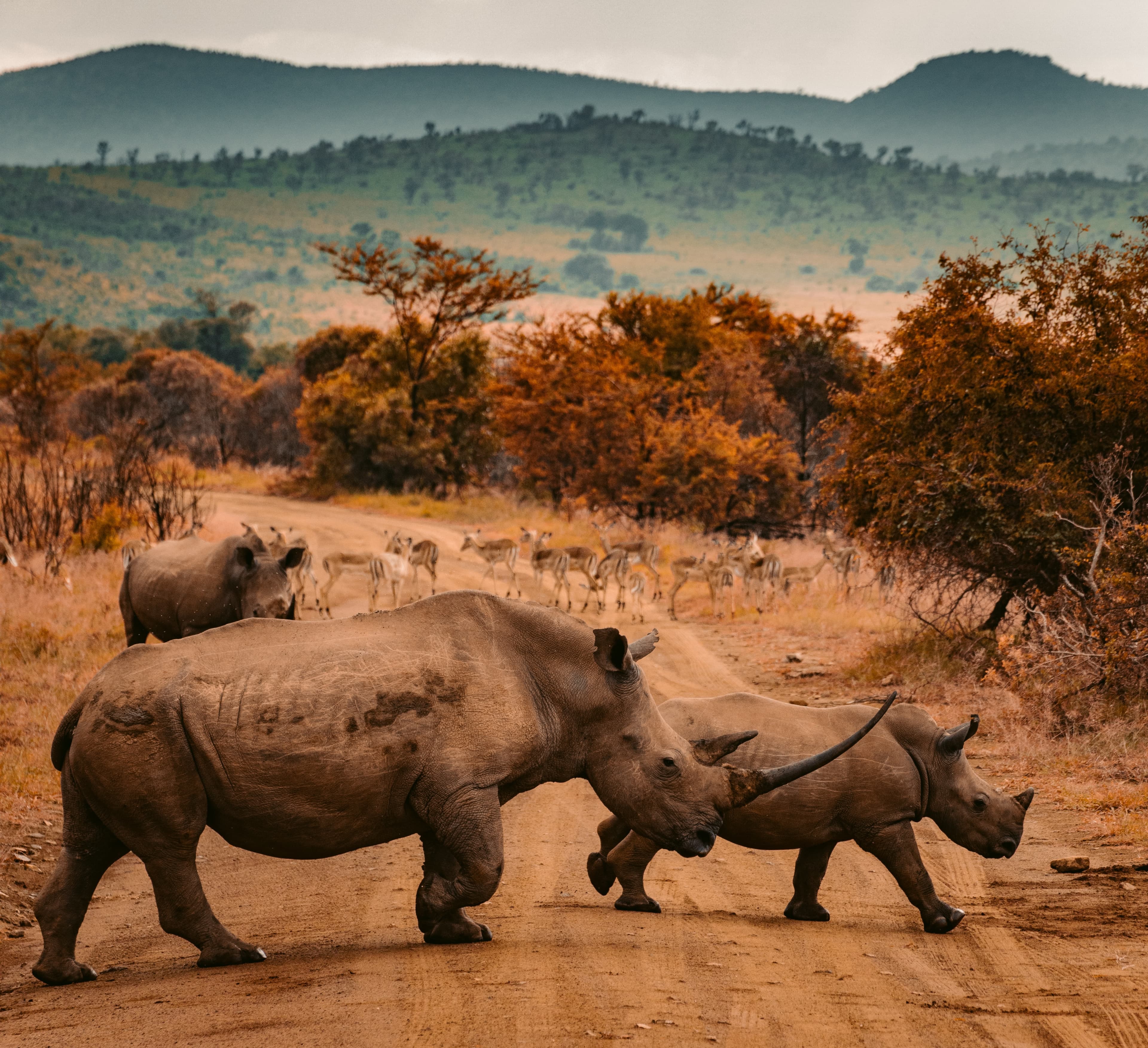 rhinos walking on ground during daytime