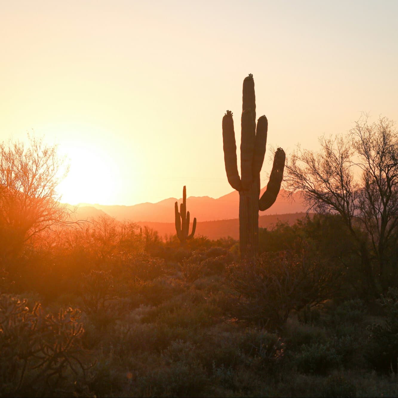 A cactus in the desert during a sunset