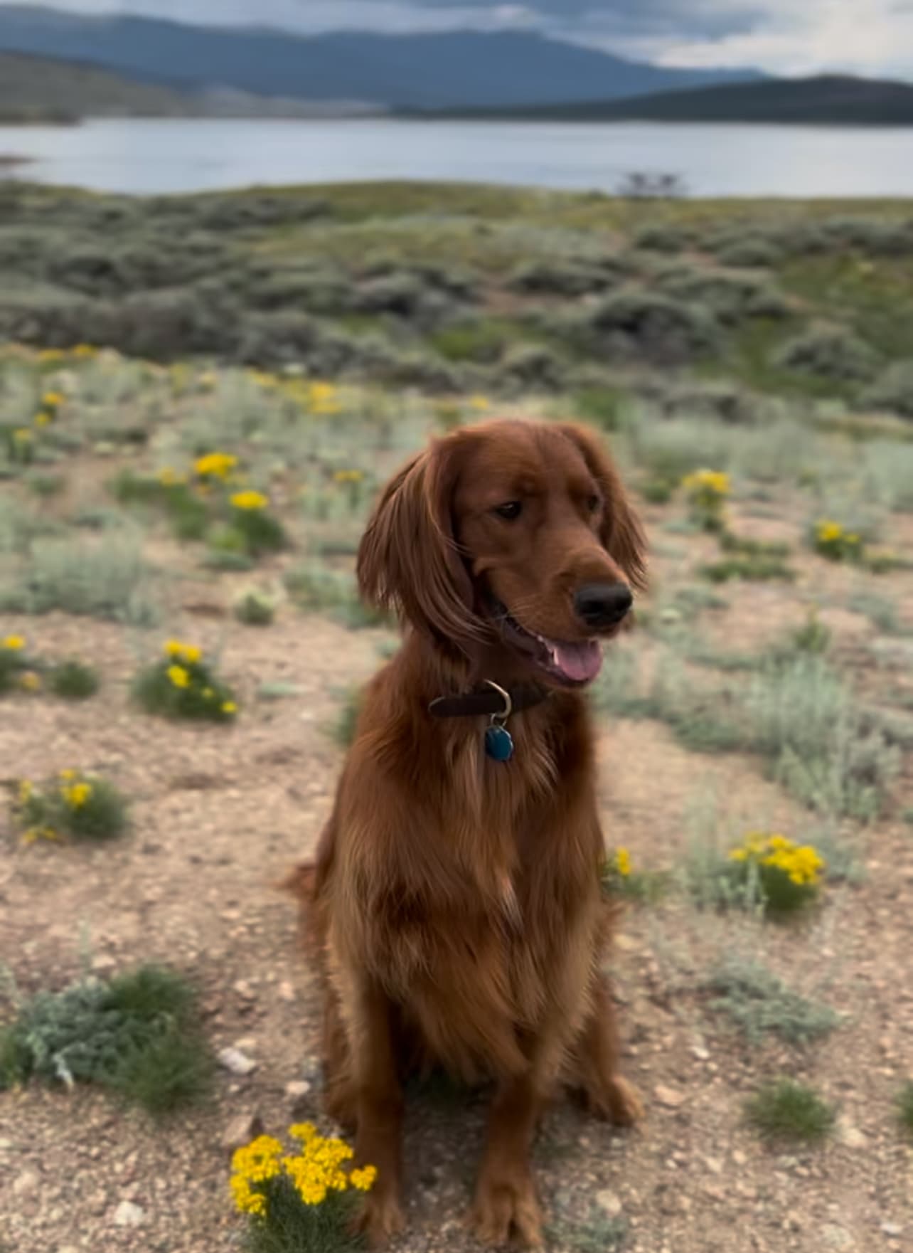 A long-haired dog in a field with a lake in the distance