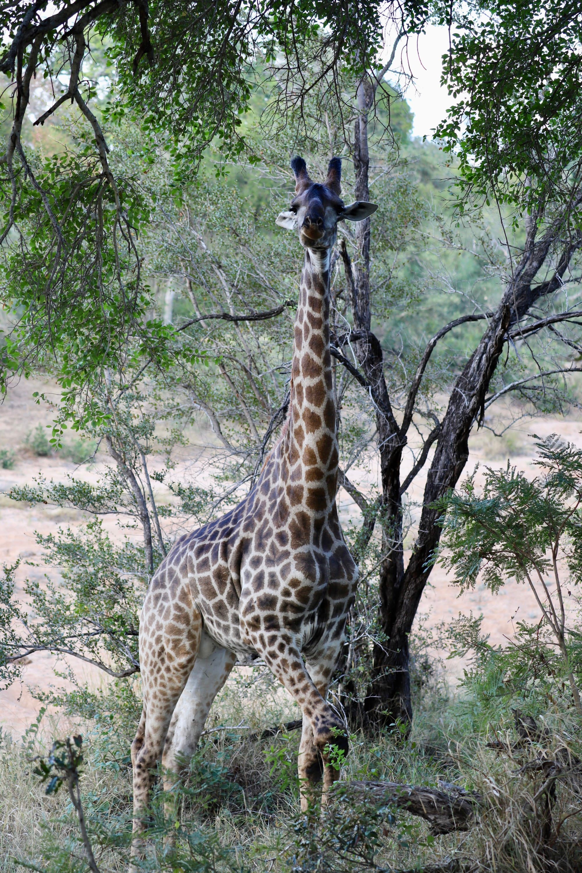 A giraffe surrounded by trees, as seen on a South Africa itinerary.