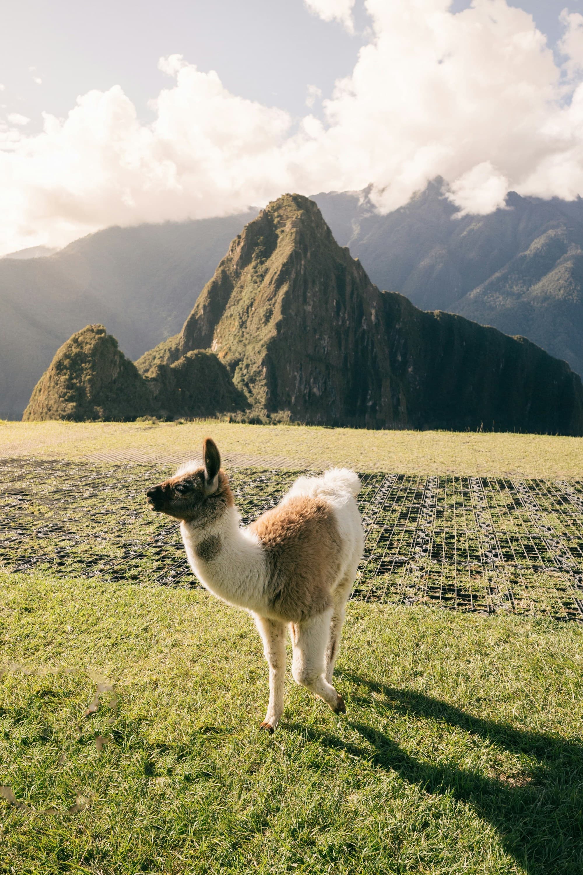 A llama surveys the ancient Machu Picchu ruins, with the iconic mountainous backdrop under a partly cloudy sky.