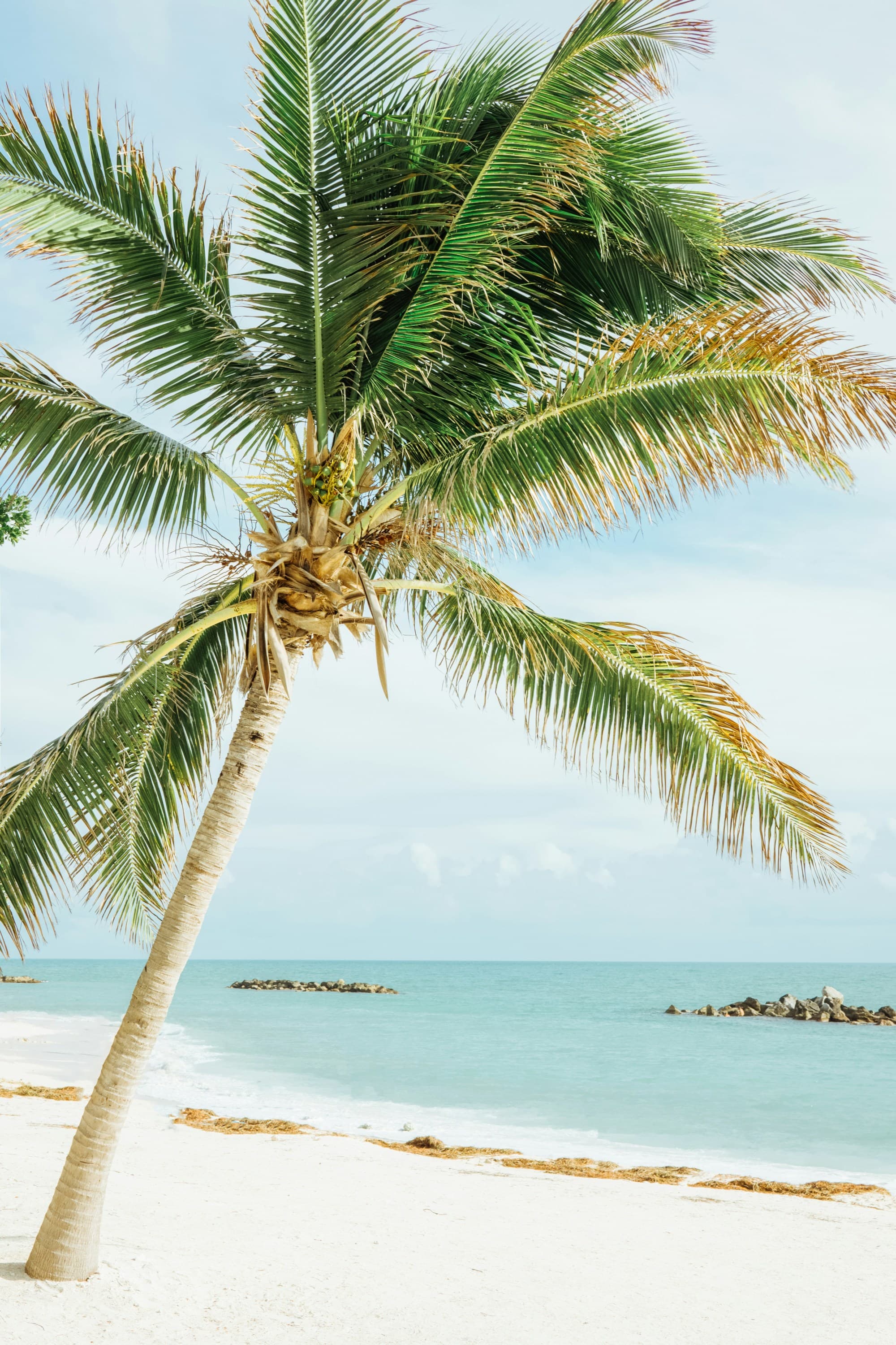 A solitary palm tree on the beach in Key West, with white sand and turquoise water.