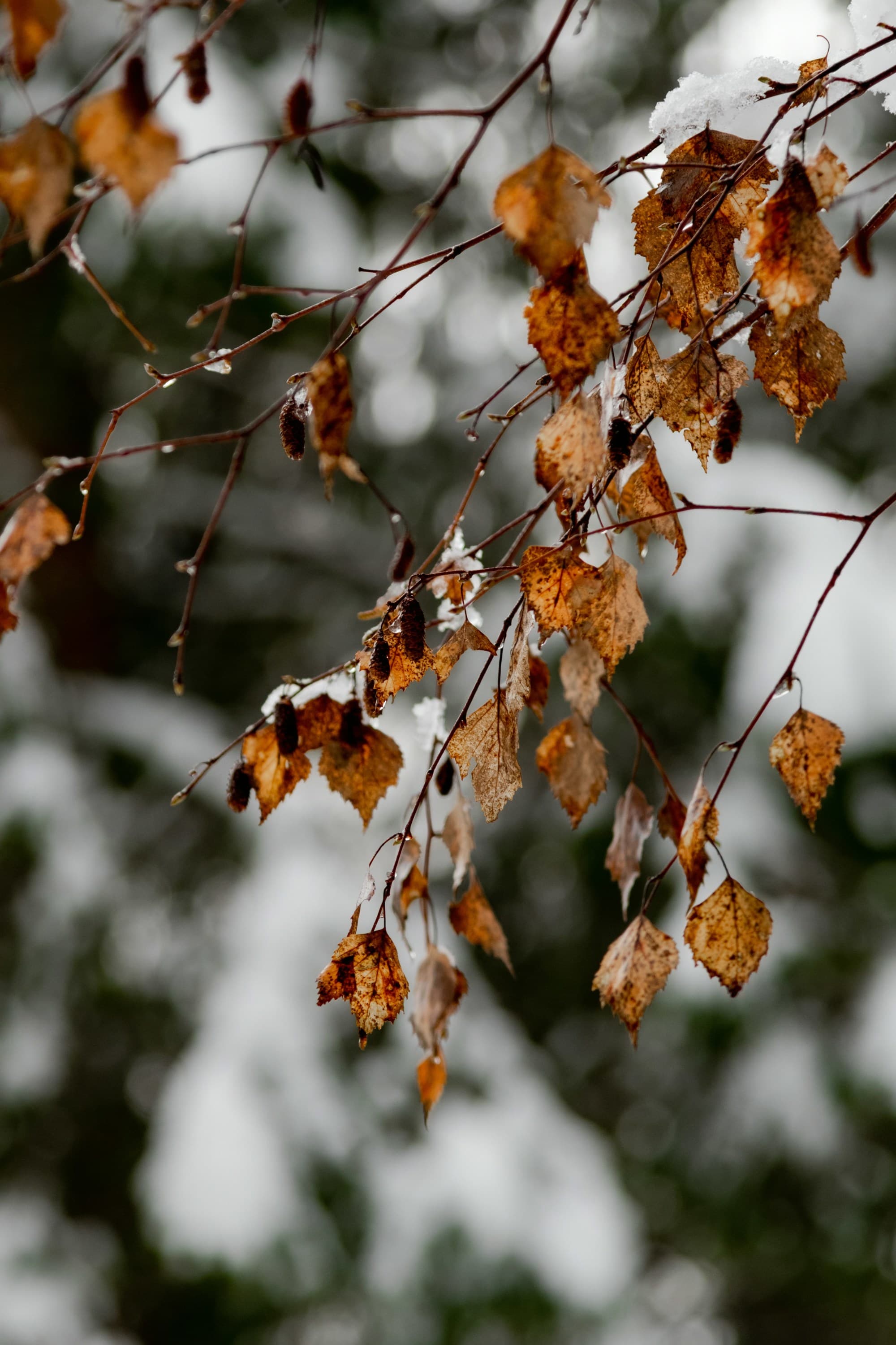 A close-up of brown leaves with snowflakes on thin branches, set against a snowy forest backdrop.