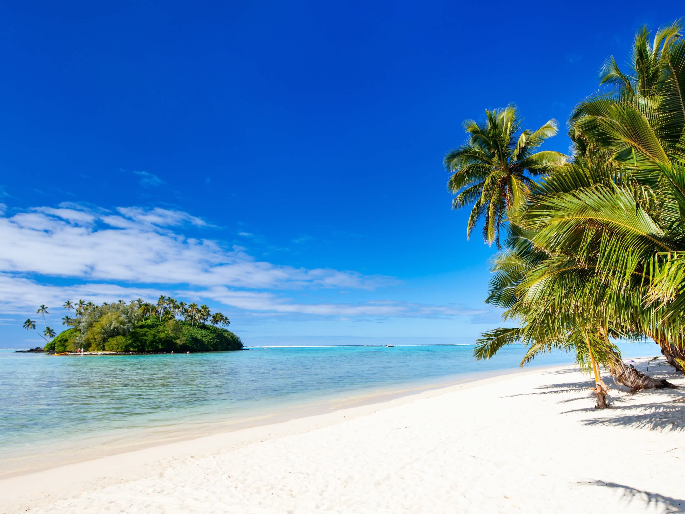 A palm tree on the beach on a sunny day