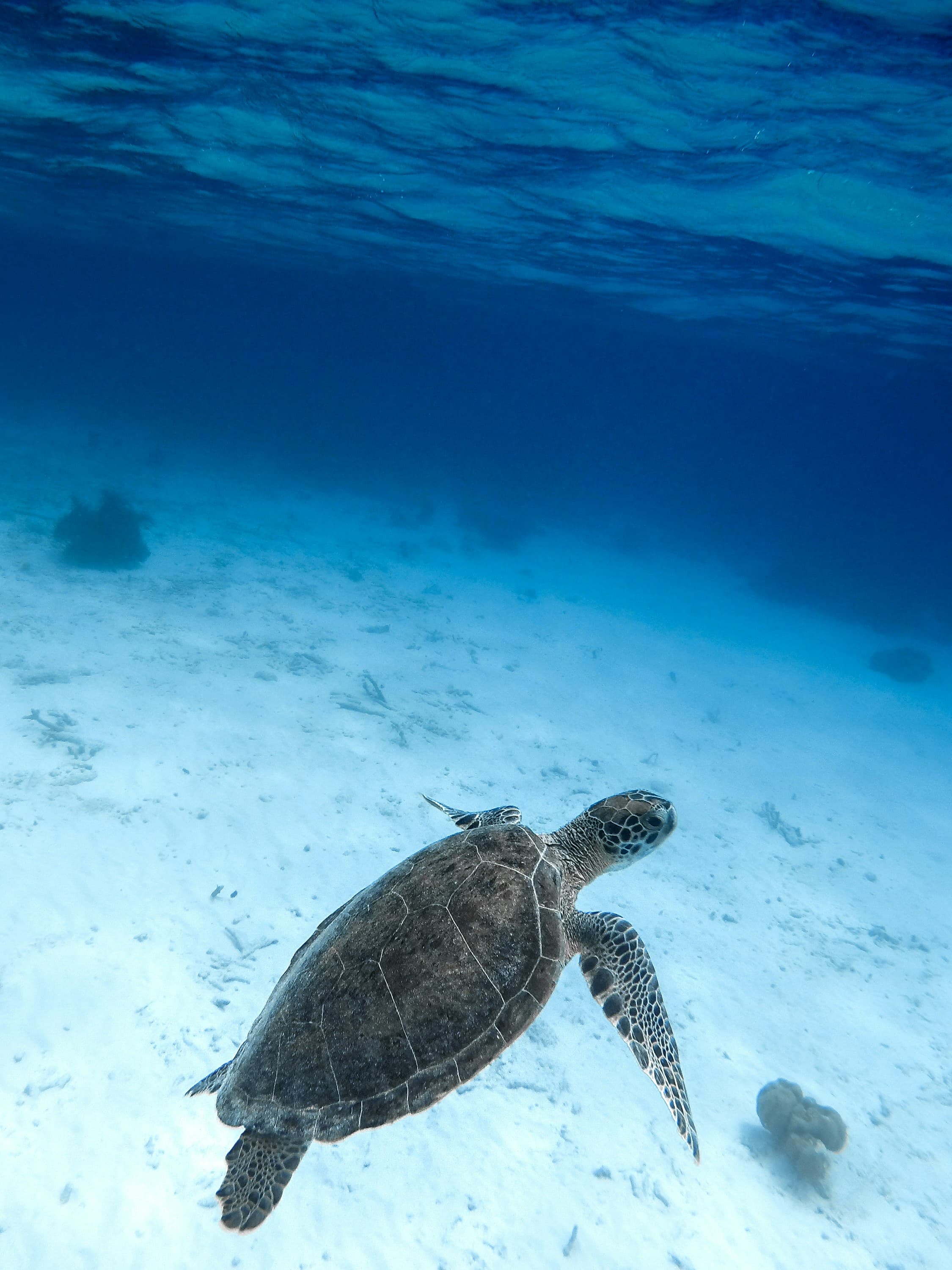 A turtle under the sea water