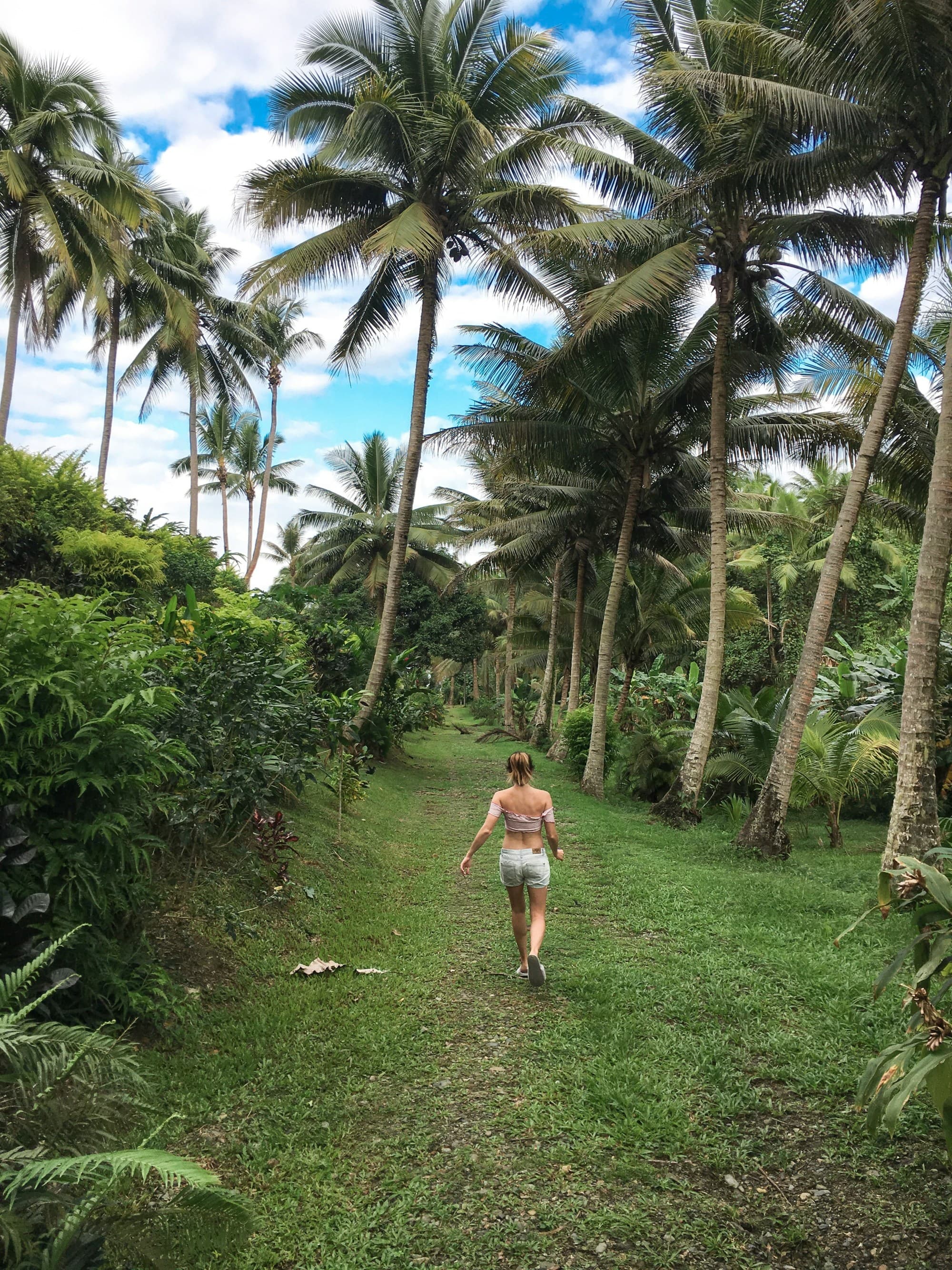 A tropical escape with someone walking amidst tall palm trees and lush greenery.