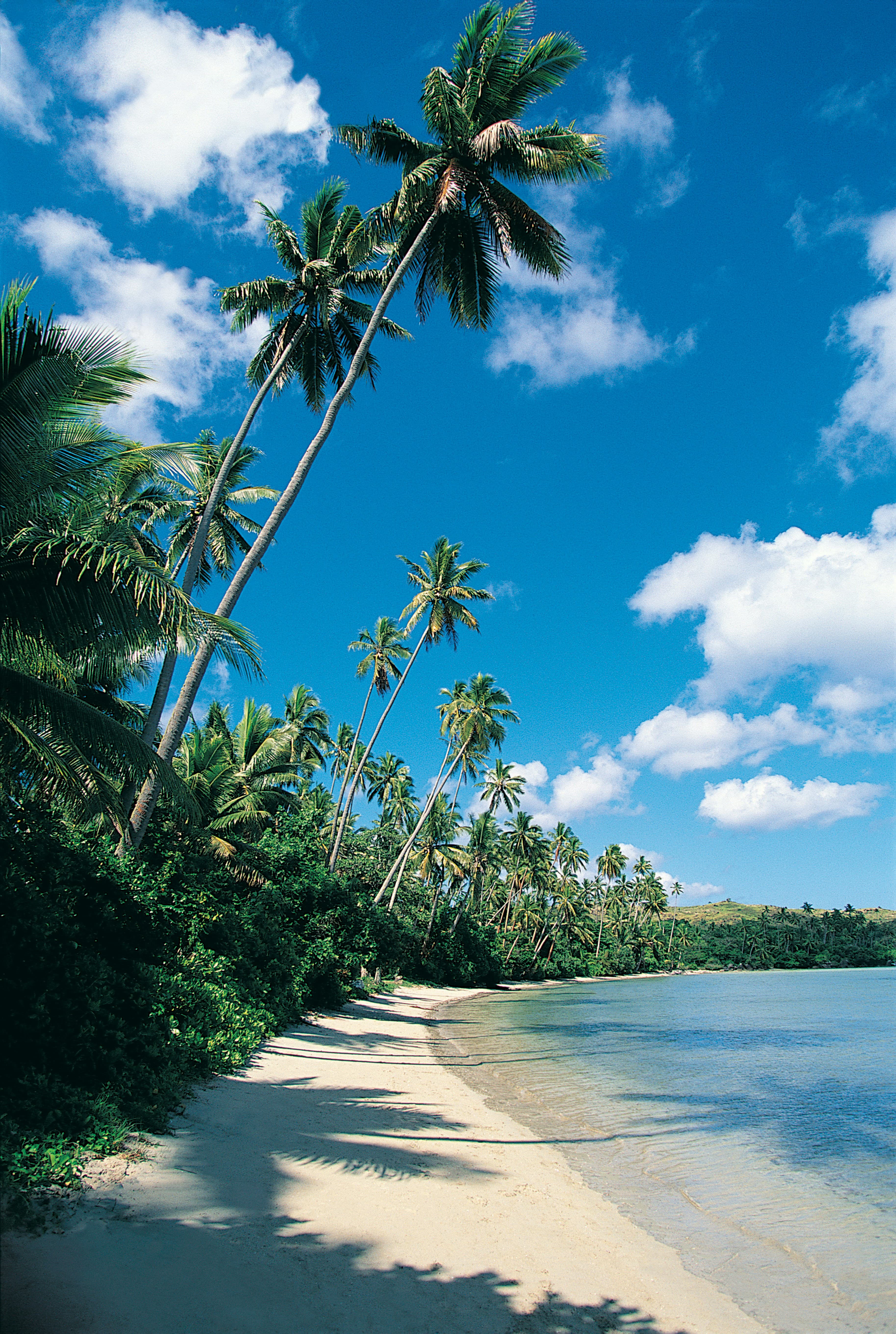 Palm trees on the beach during a sunny day