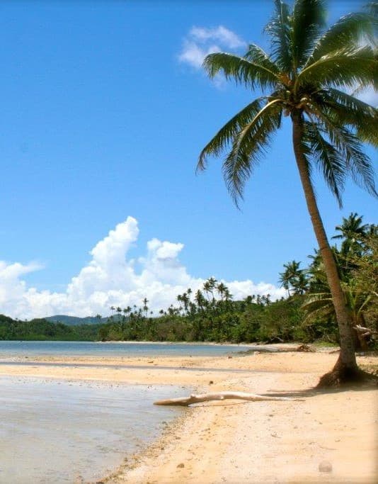 Palm trees on the beach on a sunny day.