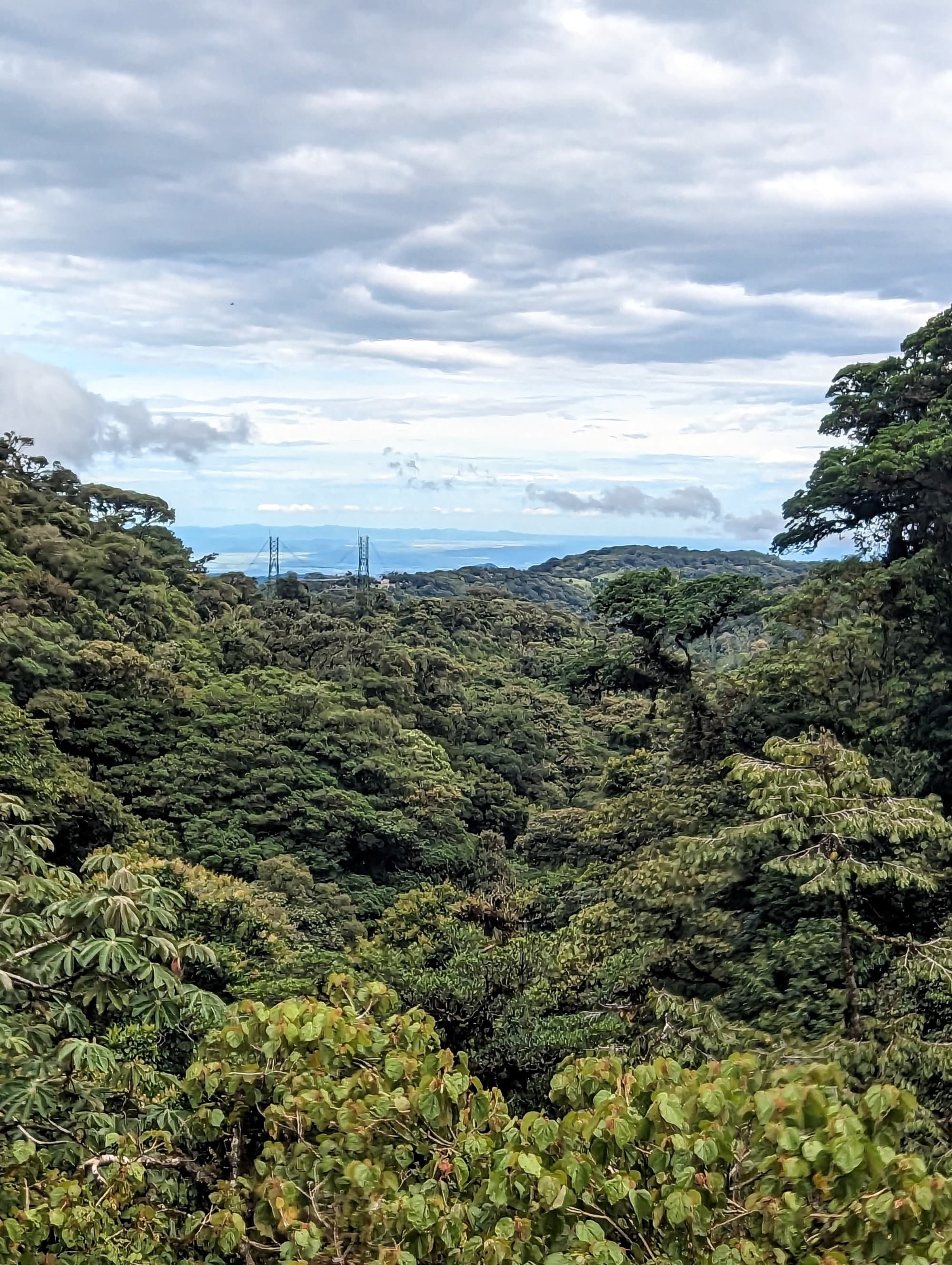 Aerial view of a forest during day time.