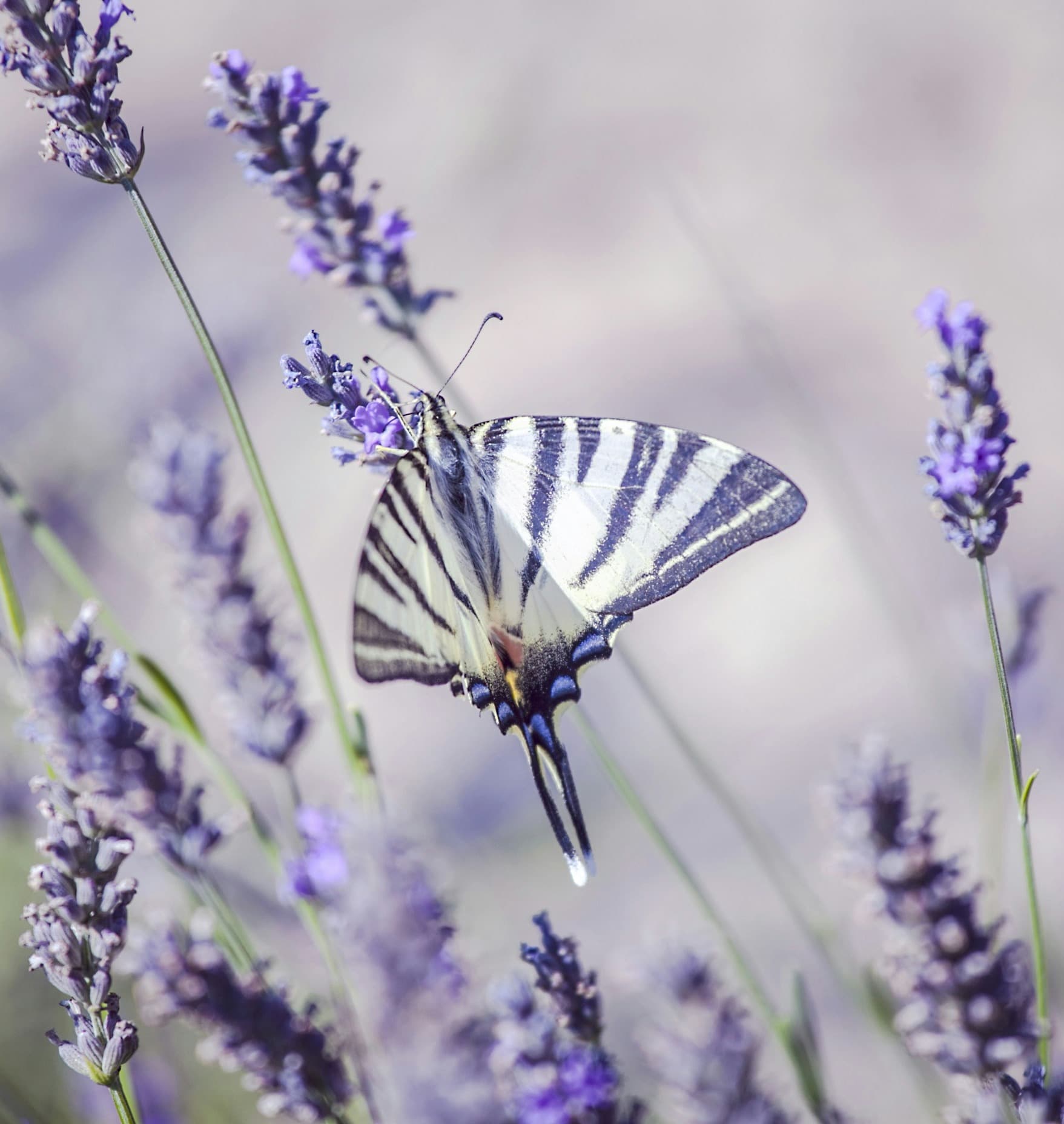 A beautiful butterfly is sucking the nectar from a whimsical lavender plant.