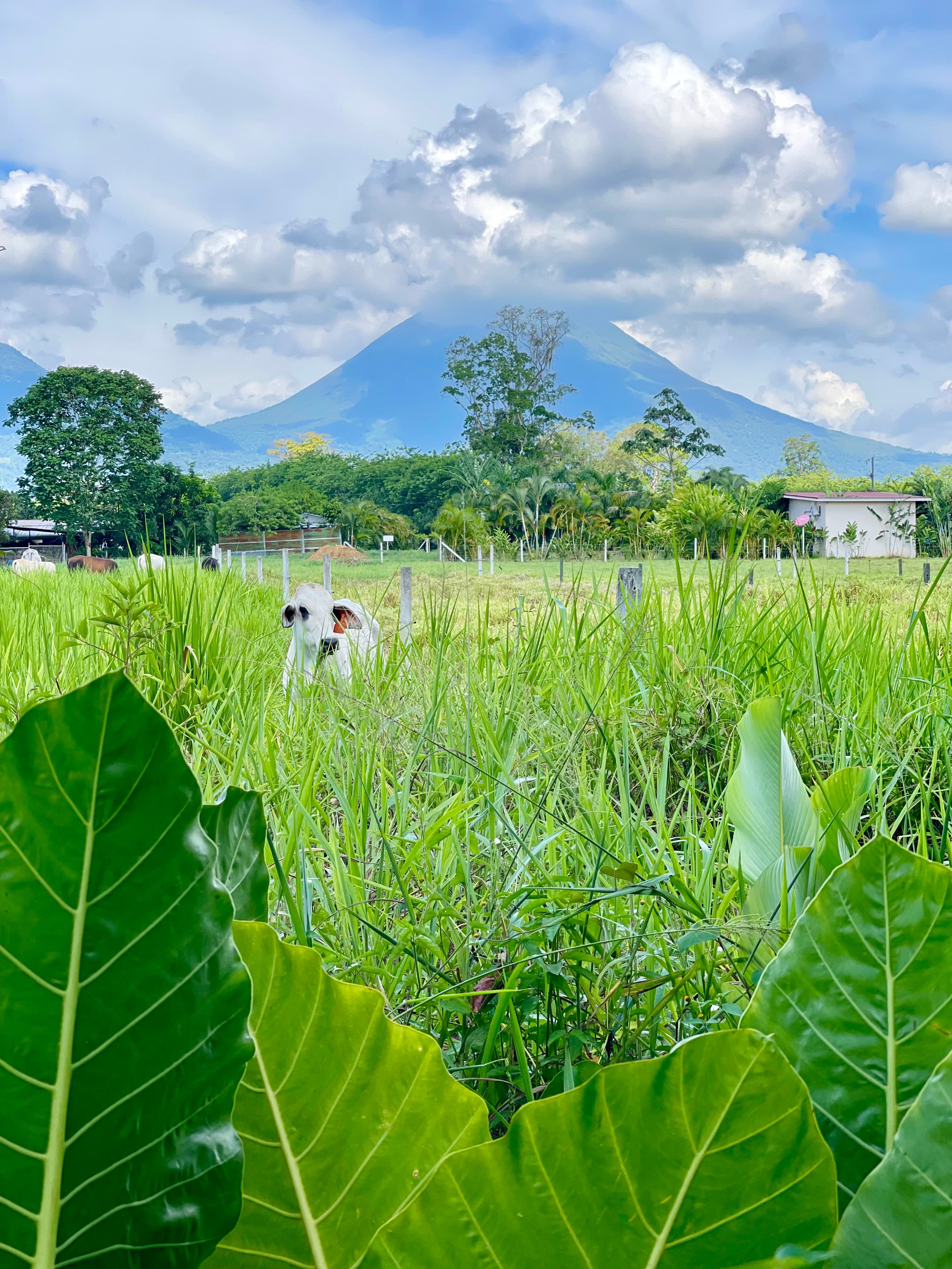 A serene view of Arenal Volcano through lush foliage, with a dog peeking out from the greenery under a cloud-filled sky.