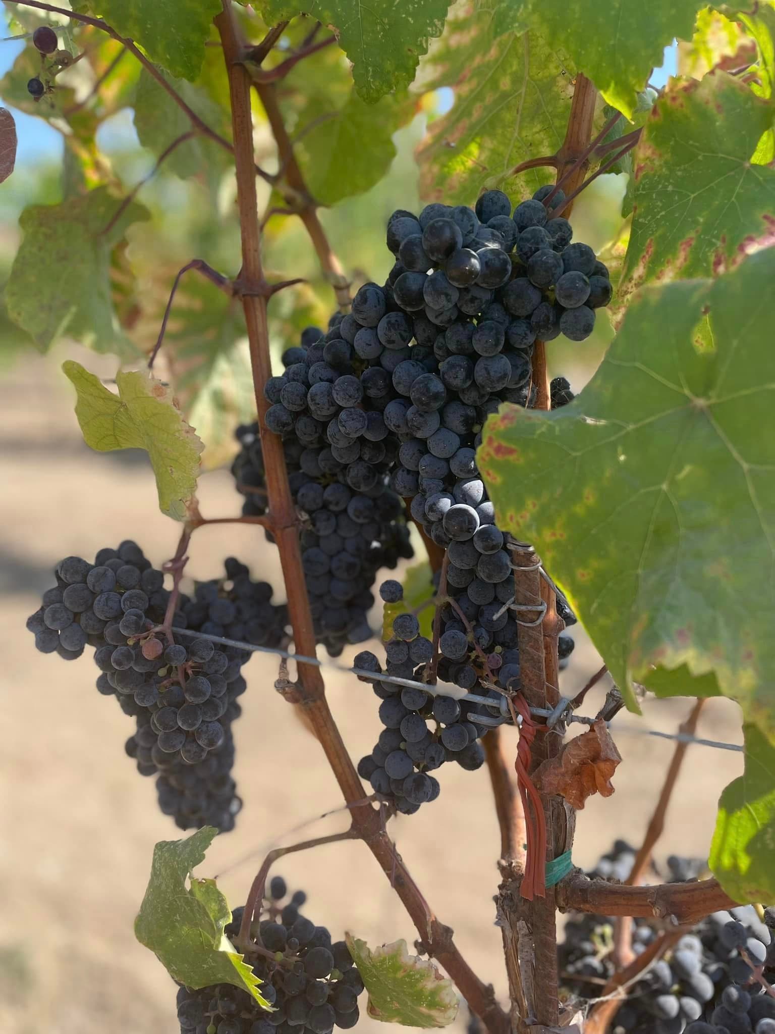 Clusters of dark, purple grapes and green leaves growing on the vine in a vineyard.