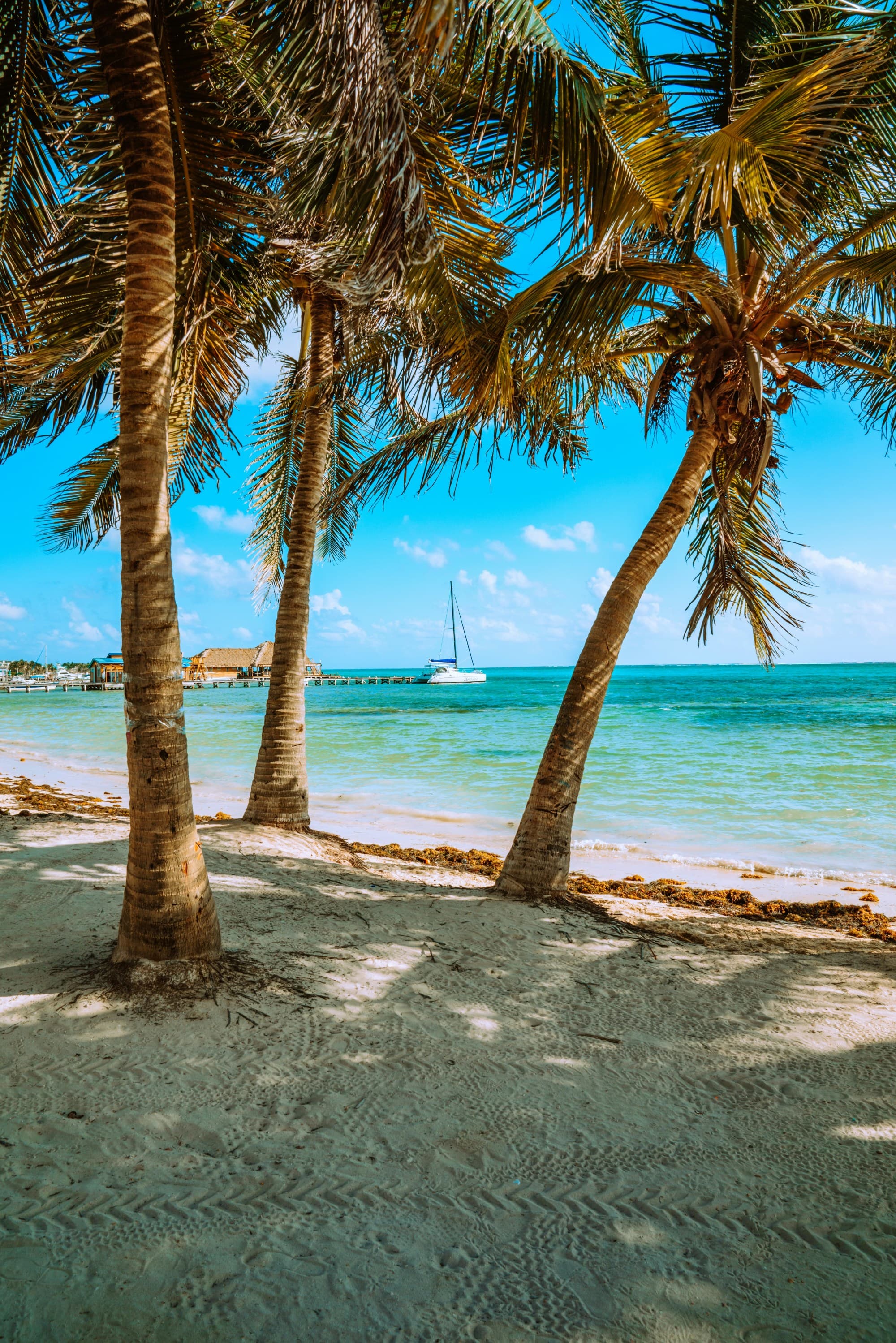 Palm trees on a beach with the ocean in the distance on a sunny day.