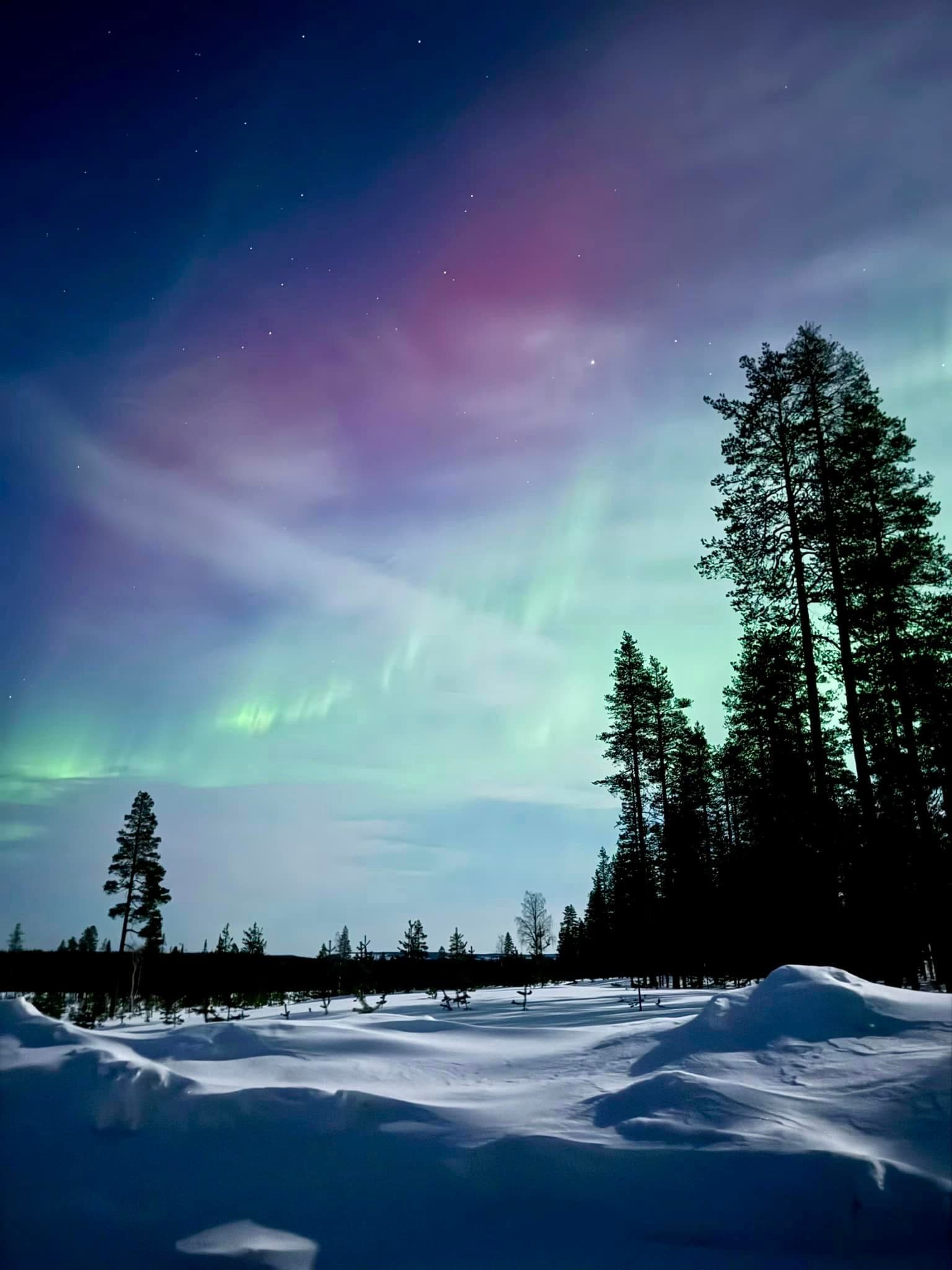 A view of the northern lights over a snow-covered ground, with some tall evergreen trees.