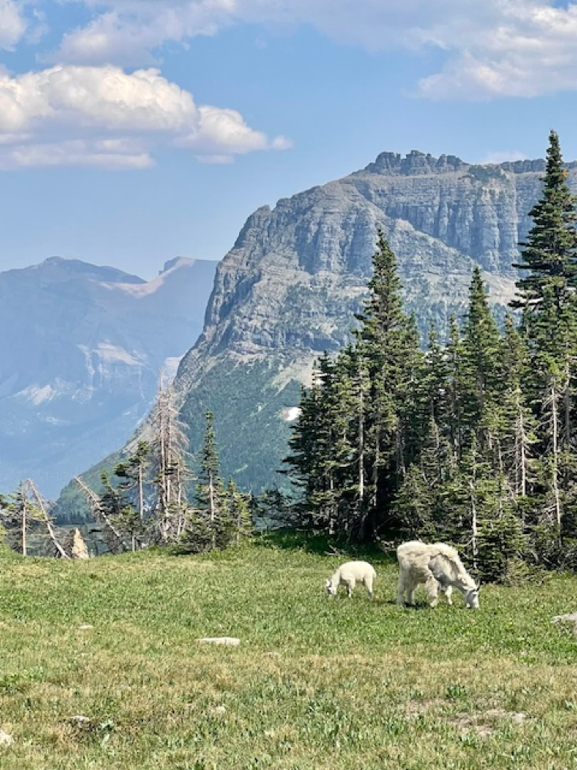 Two mountain goats grazing amidst a lush alpine landscape with majestic mountains in the background.