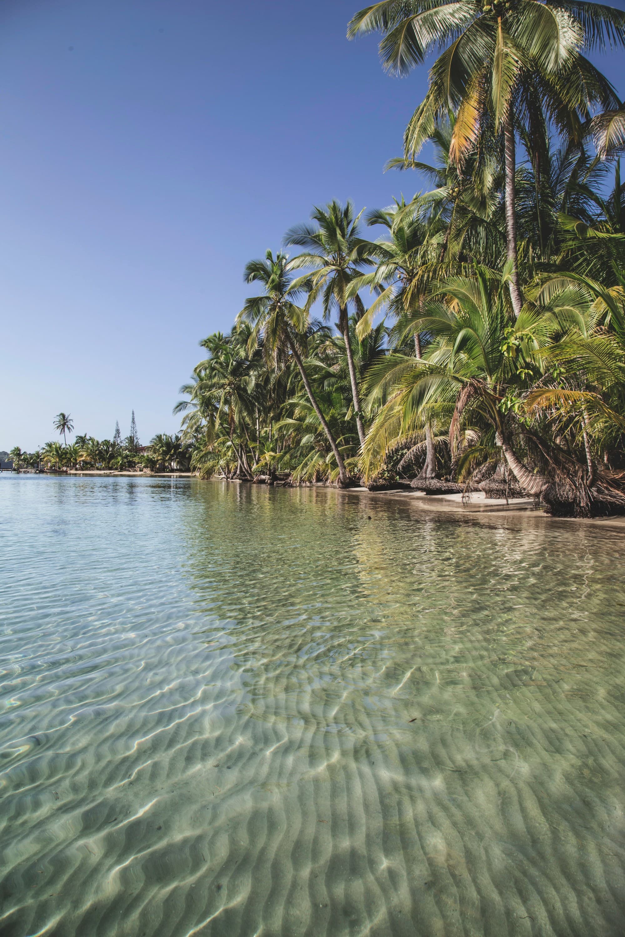 Green coconut trees on sea water under blue sky during the daytime.