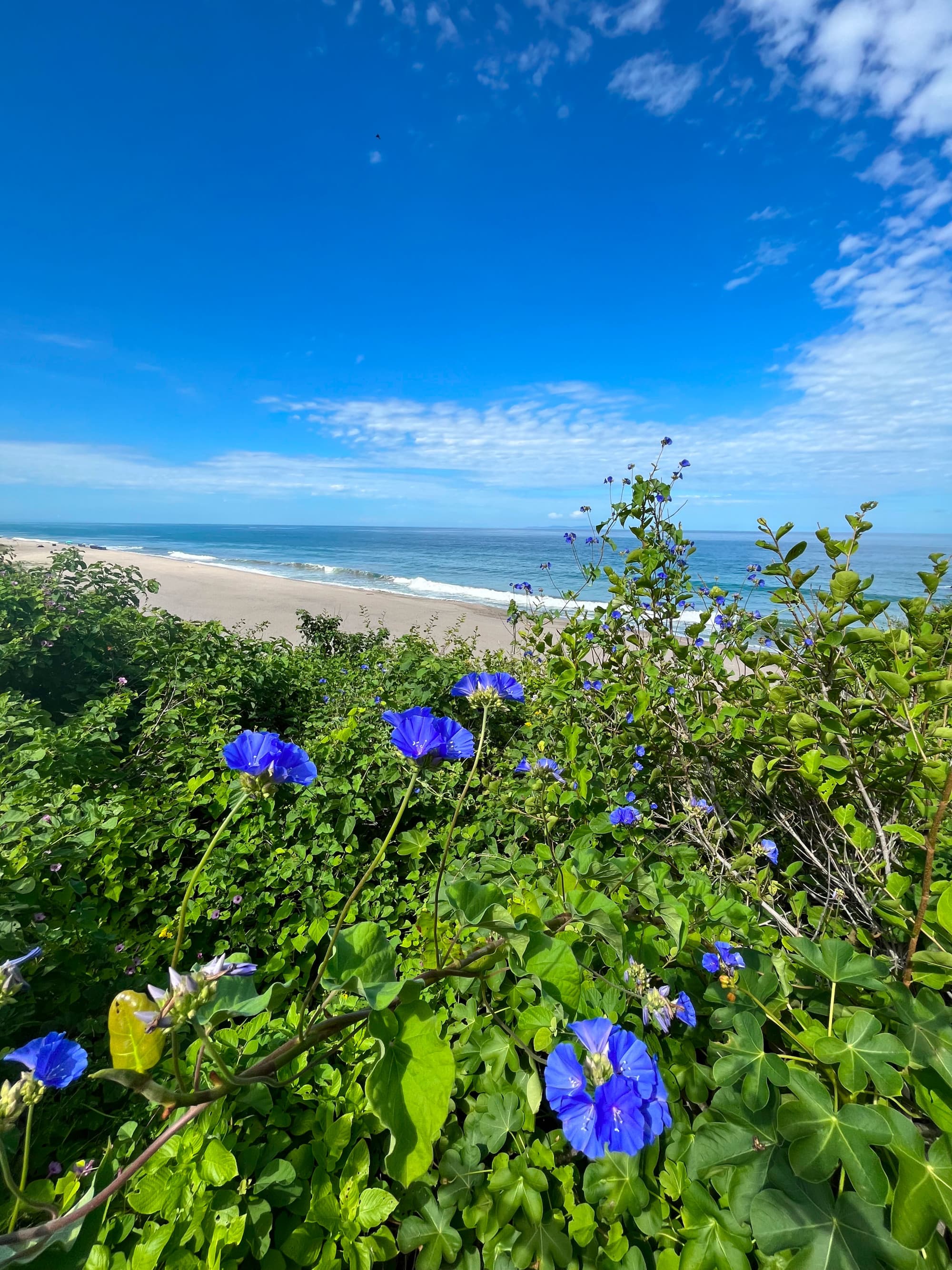 blue flowering plant and white sand beach