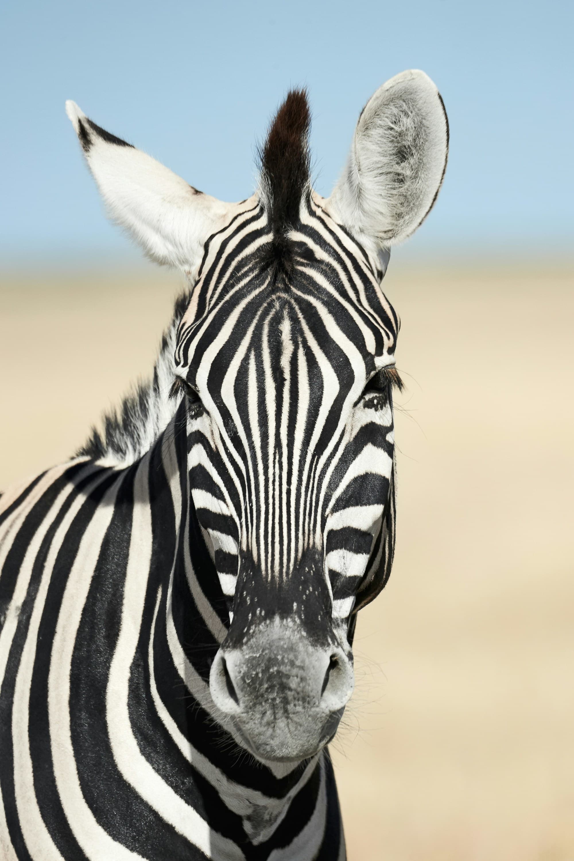 A zebra’s portrait against the sky, a striped beauty in nature’s gallery.