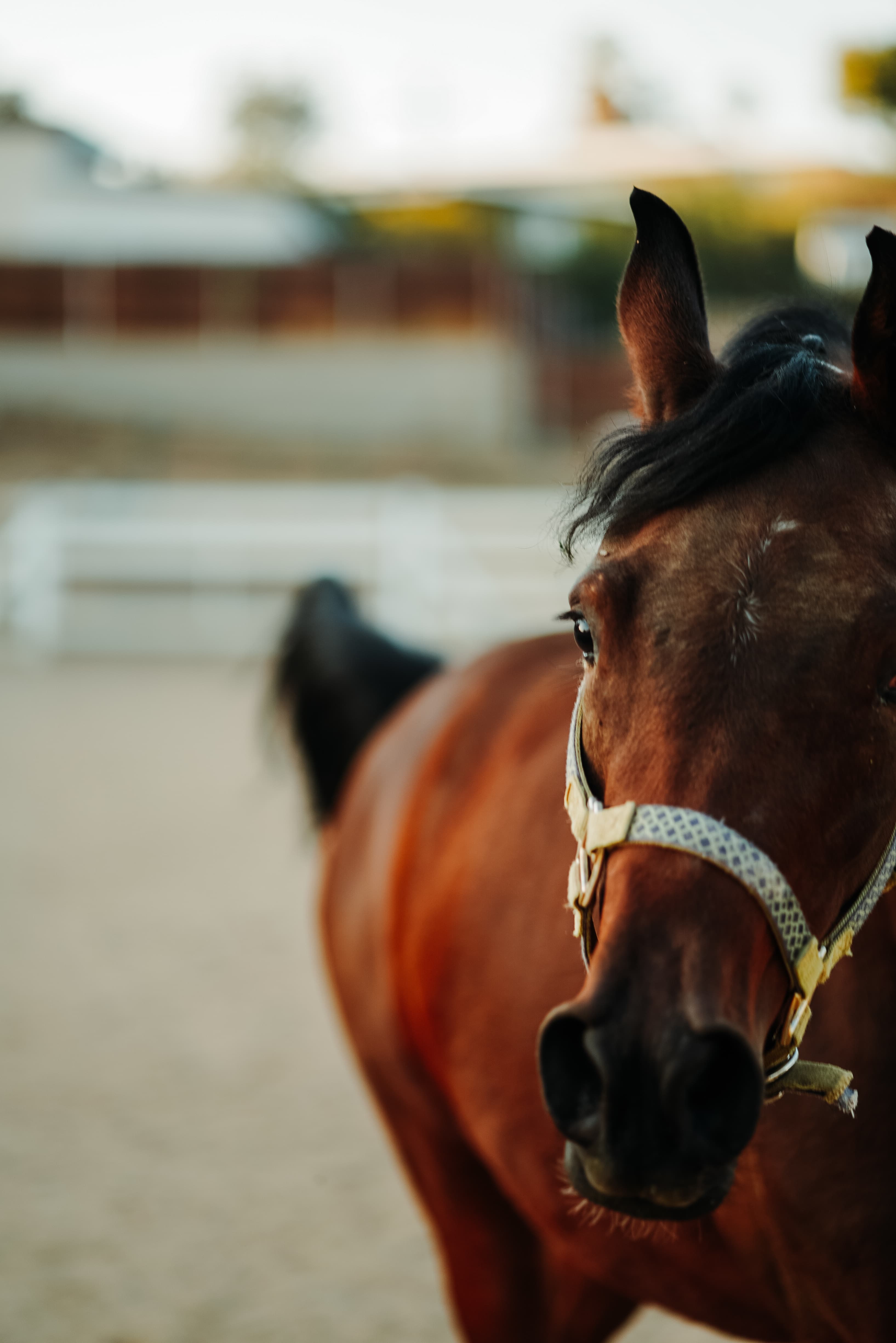 Close up photo of a brown horse