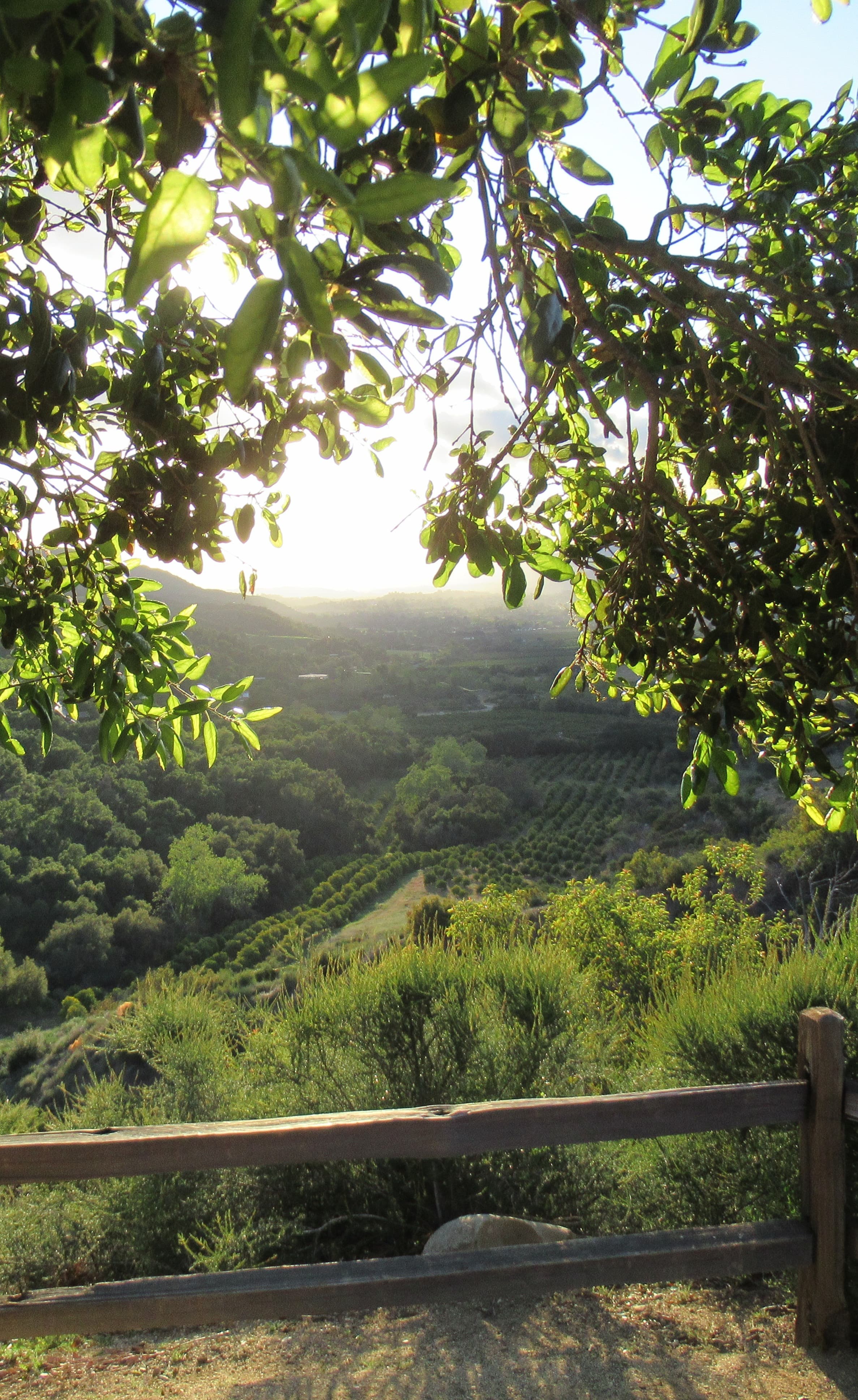 sun peaks through trees overlooking lush fields on a lookout with a fence