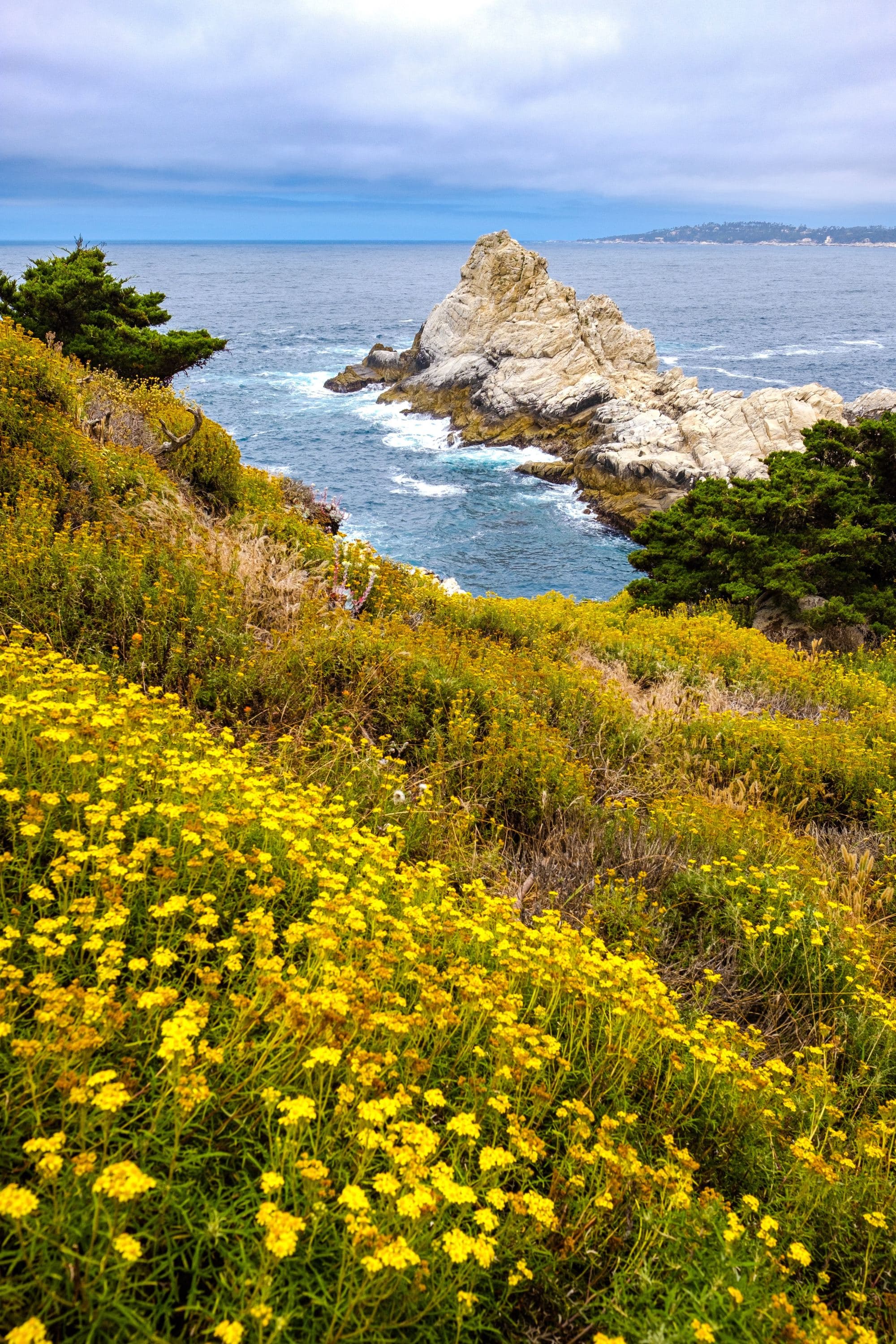 field of yellow flowers on a seaside cliff