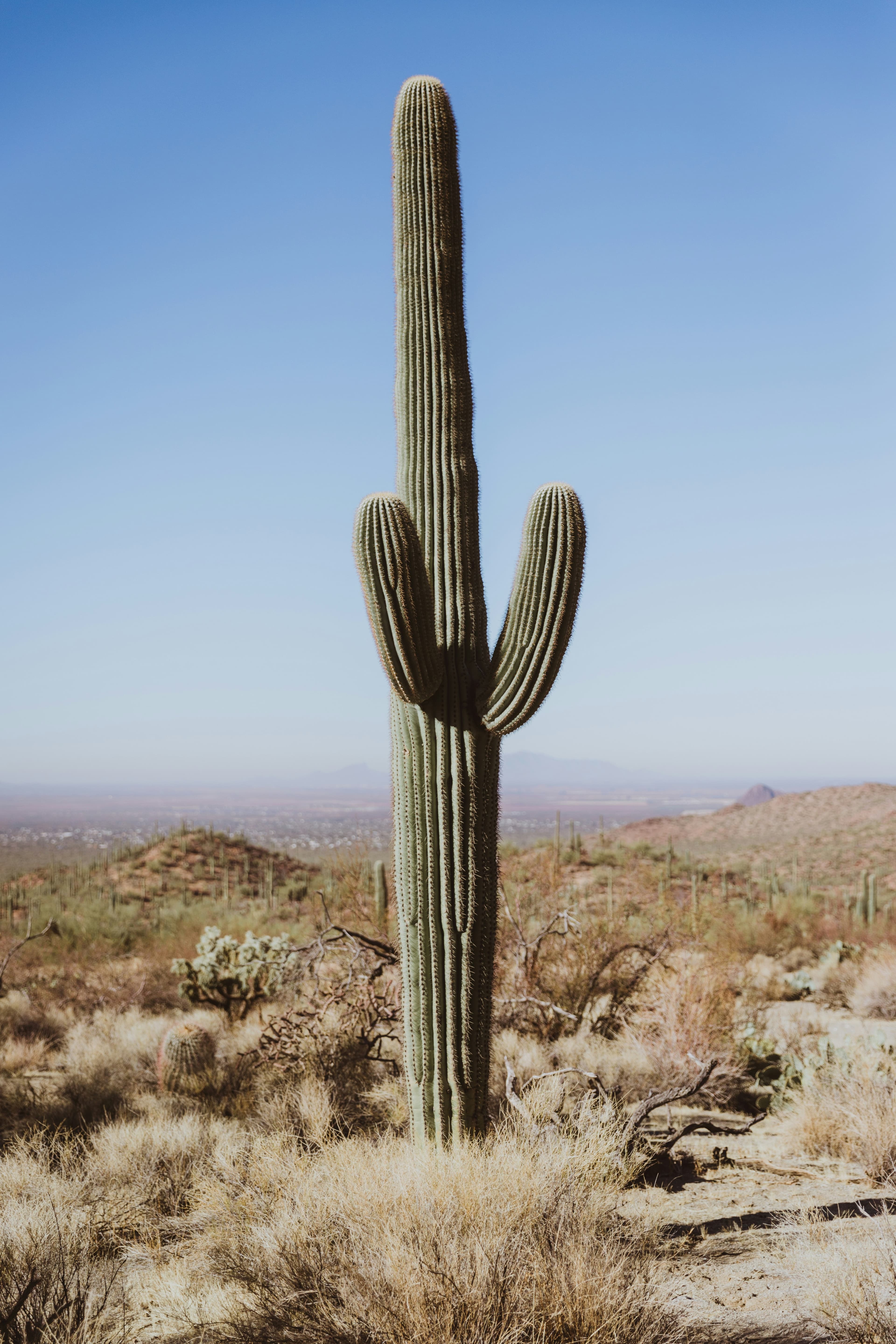 An image of a cactus in the desert.