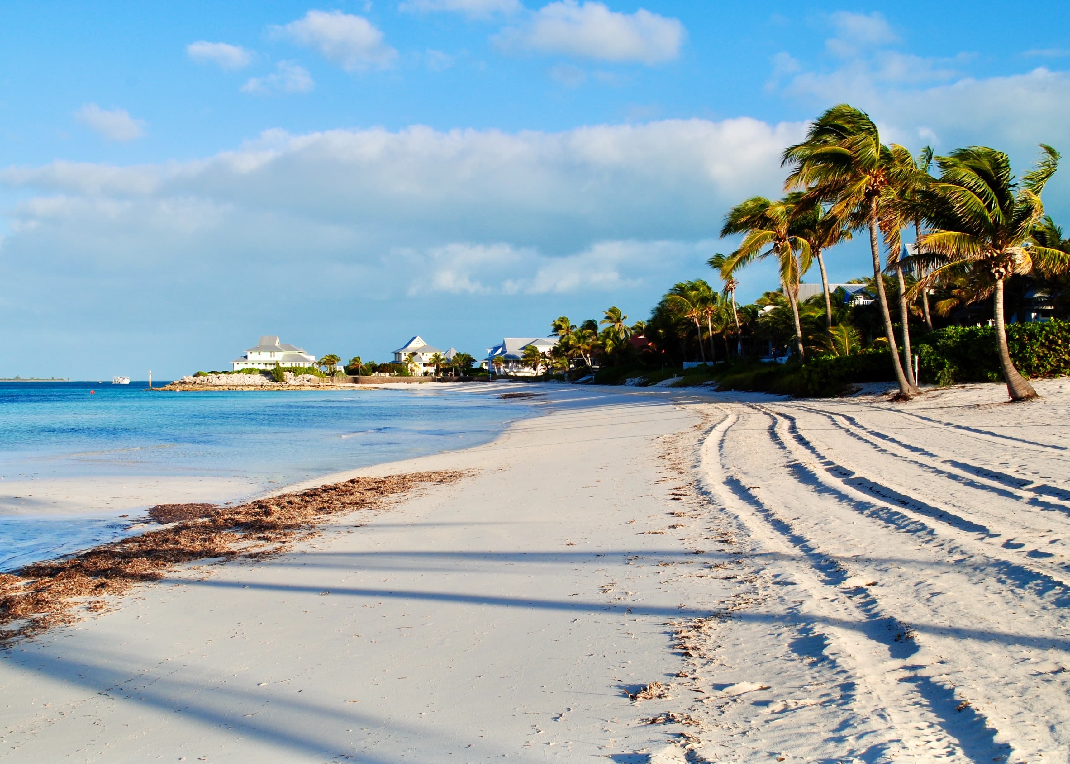 White sand beach with tall palm trees and blue water in Bahamas