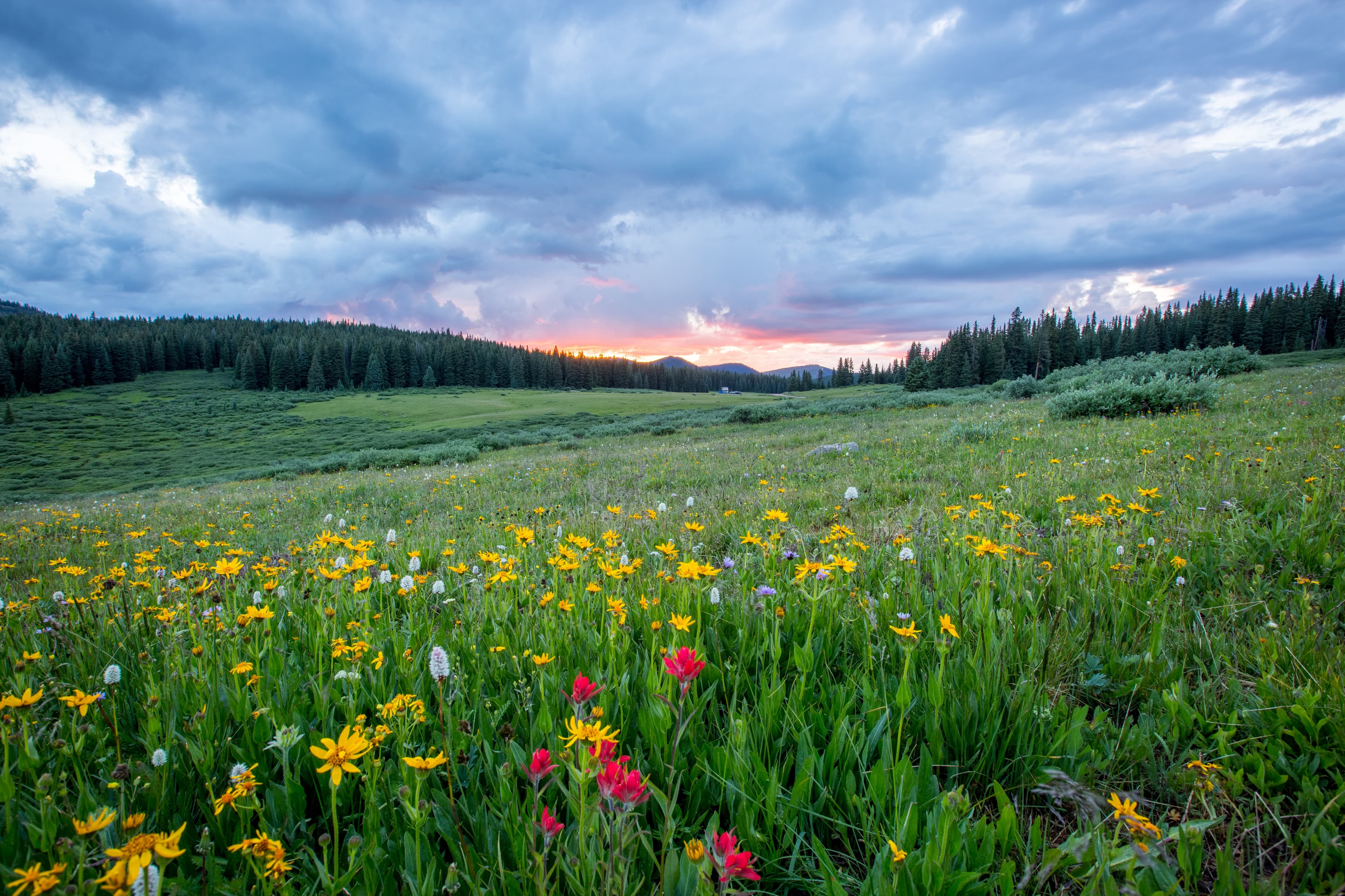 green valley with colorful flowers during daytime